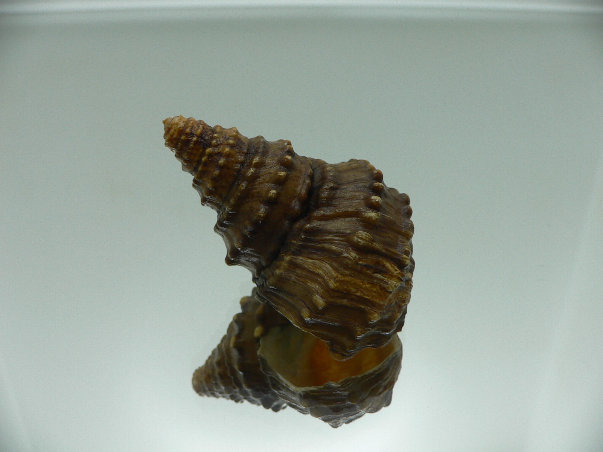 Tchangmargarya yangtsunghaiensis RARE & BIG