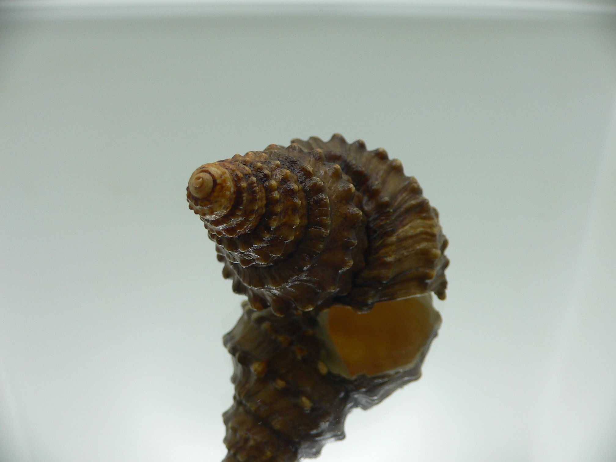 Tchangmargarya yangtsunghaiensis RARE & BIG