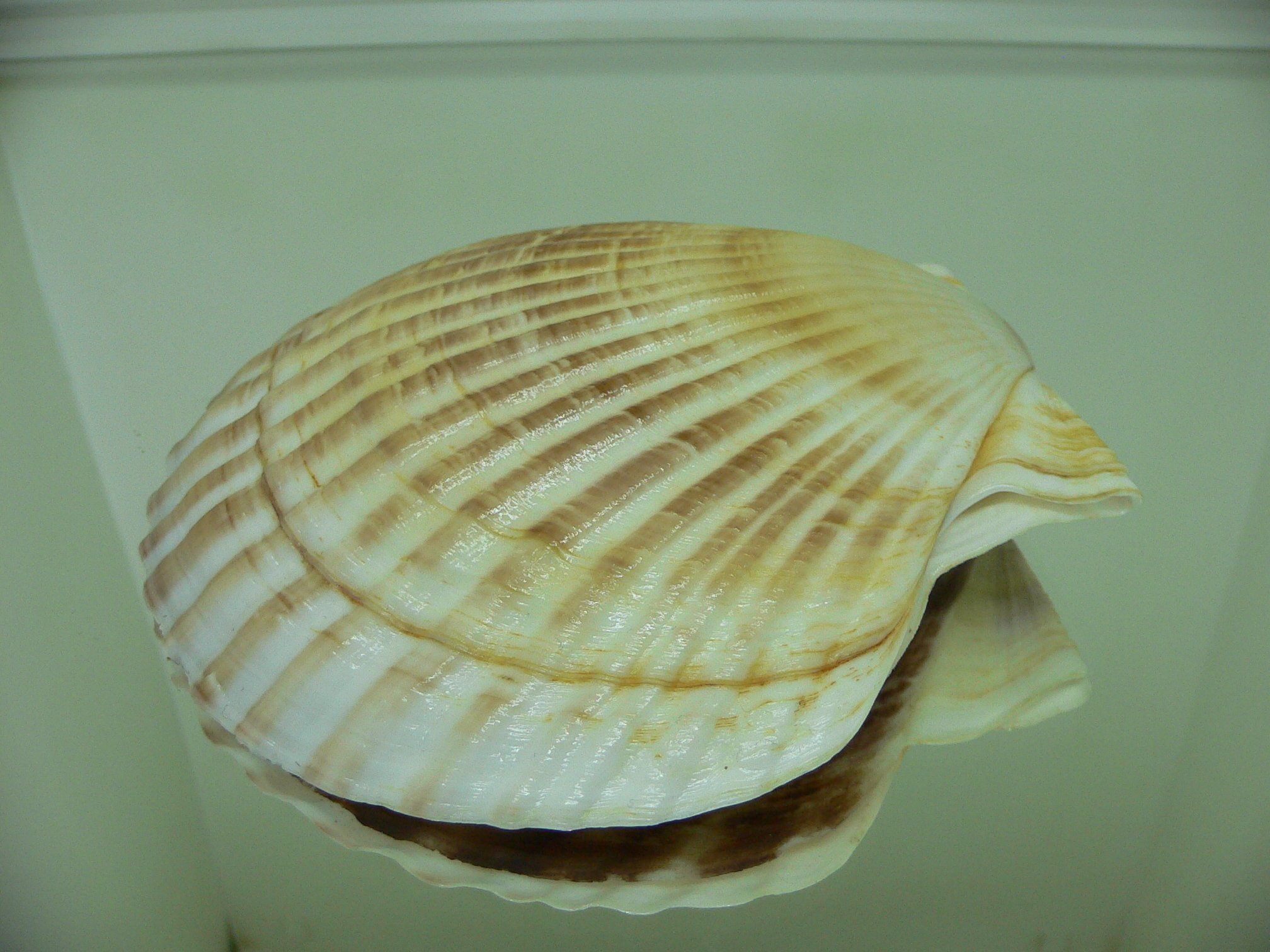 Patinopecten yessoensis KRABBE