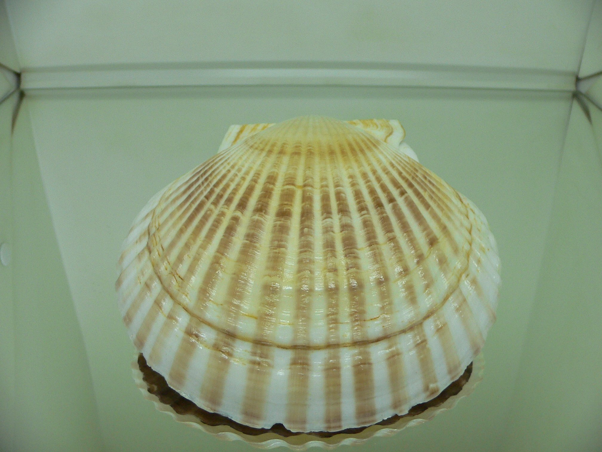 Patinopecten yessoensis KRABBE