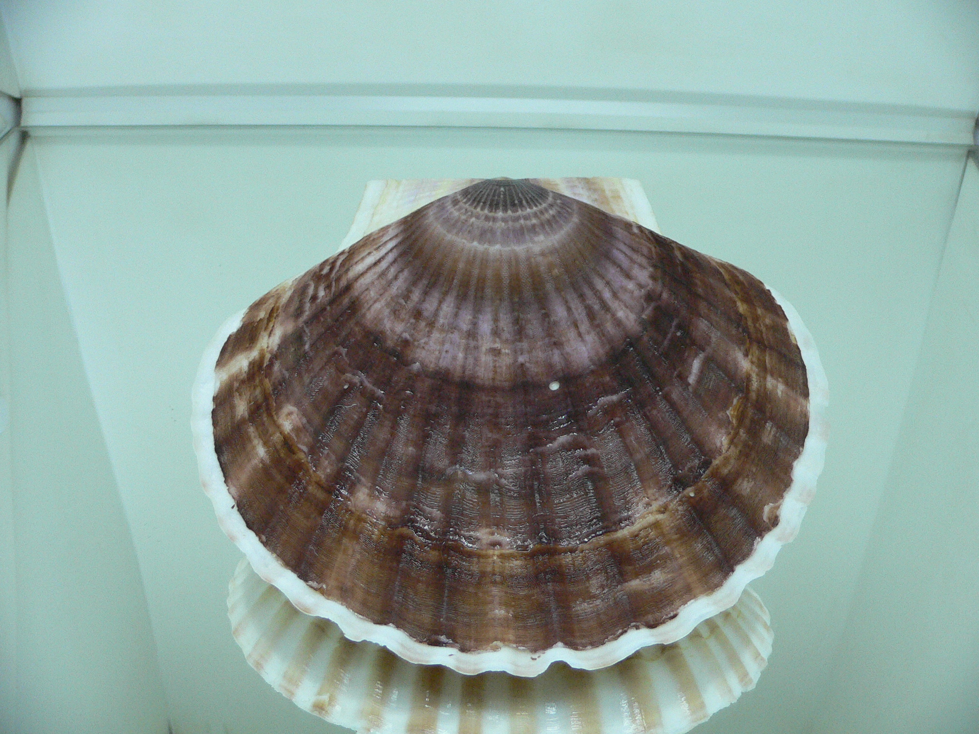 Patinopecten yessoensis KRABBE