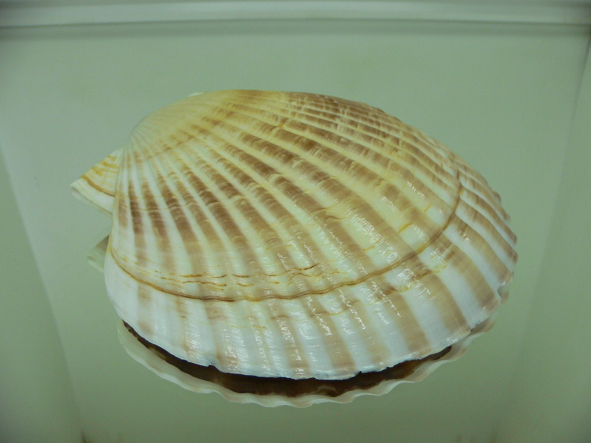 Patinopecten yessoensis KRABBE