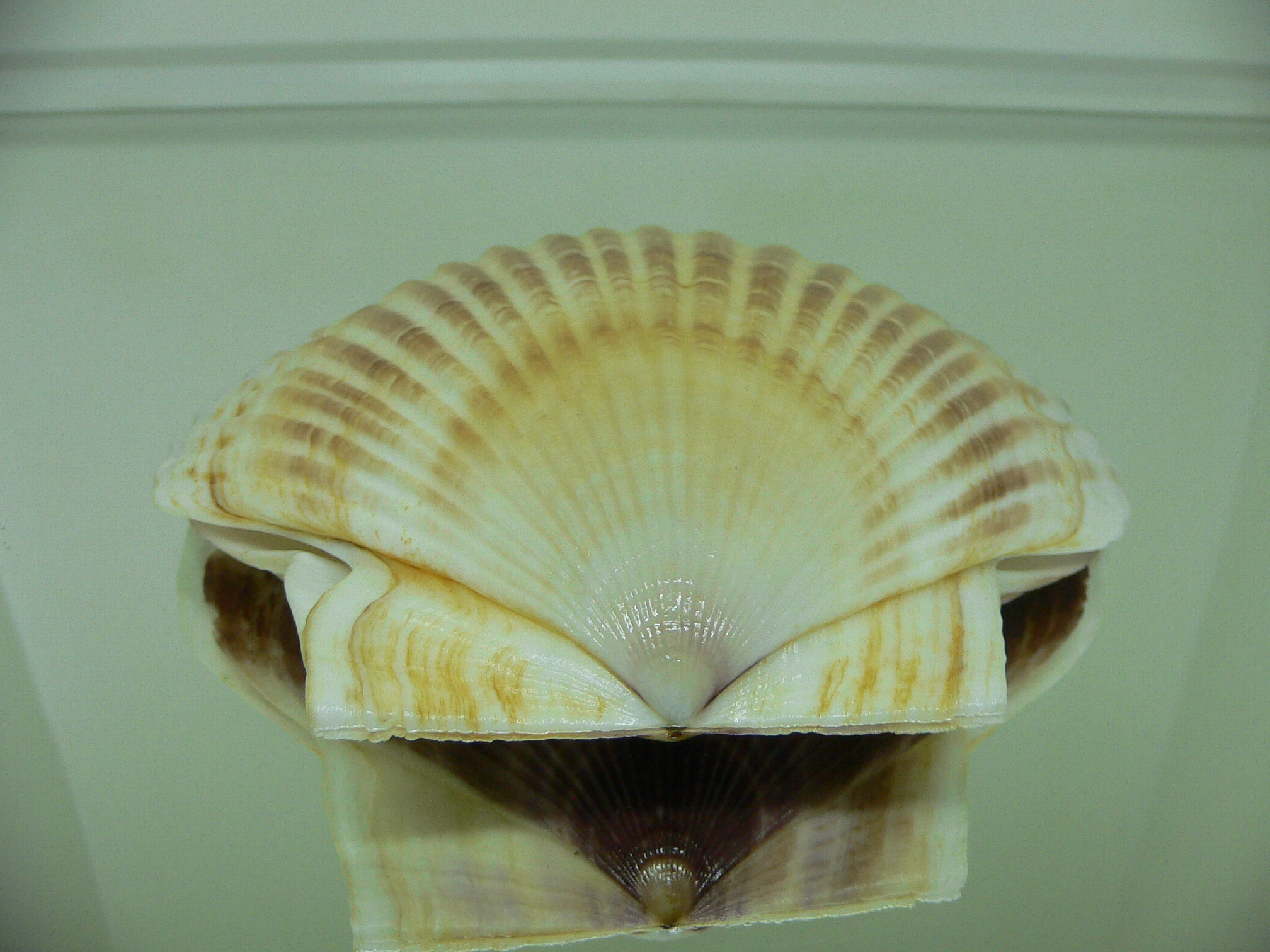 Patinopecten yessoensis KRABBE