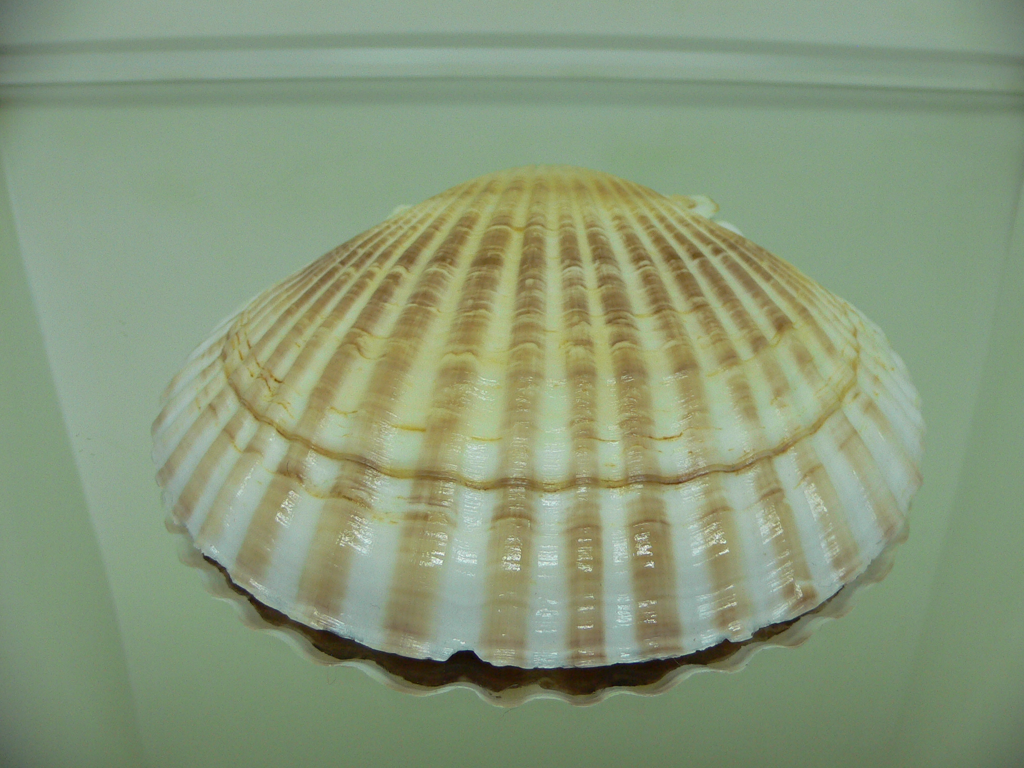 Patinopecten yessoensis KRABBE