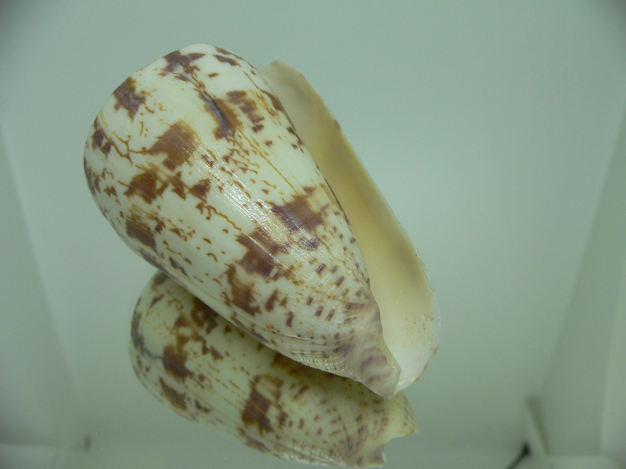 Conus caracteristicus VERY BIG