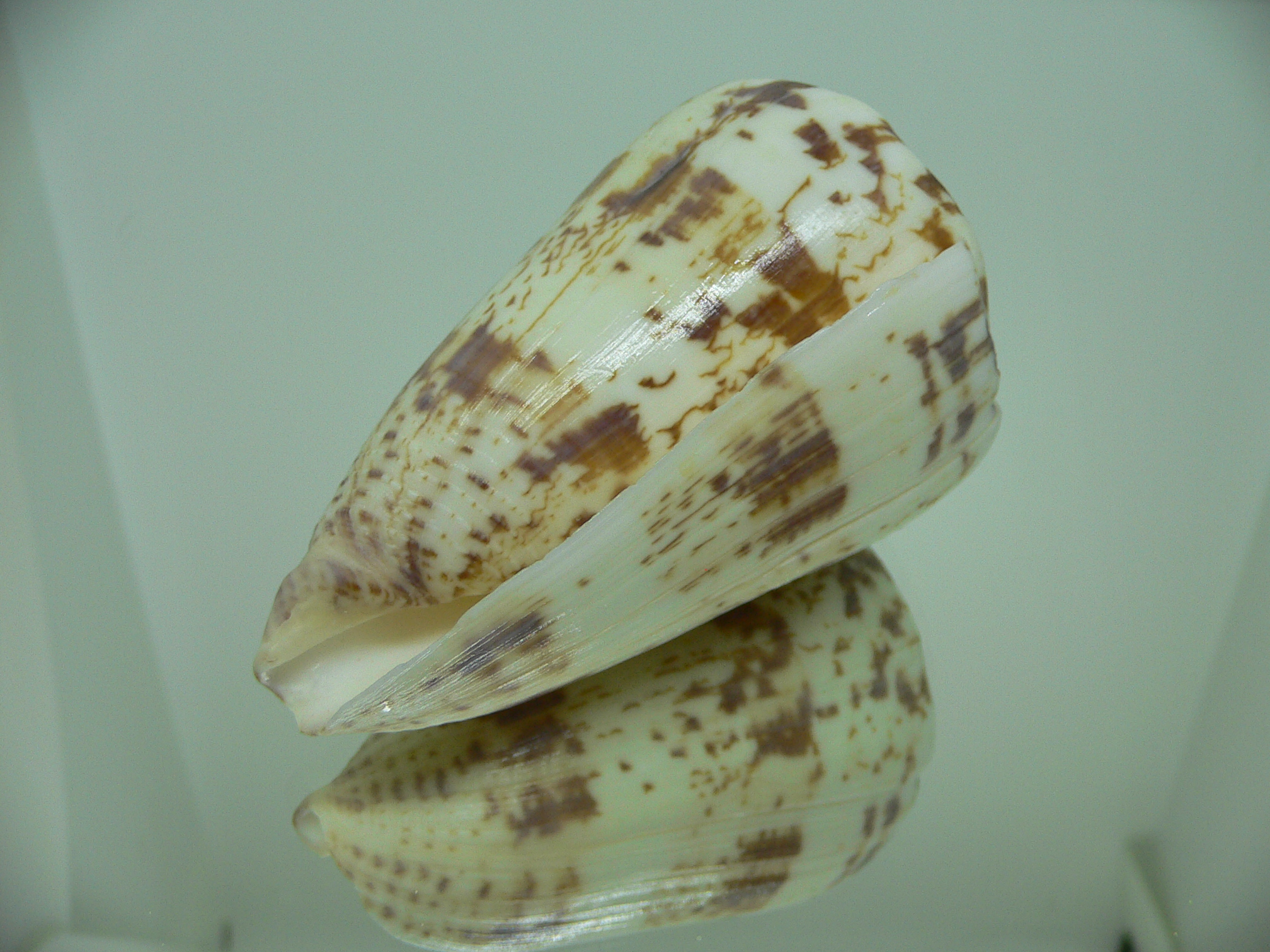 Conus caracteristicus VERY BIG