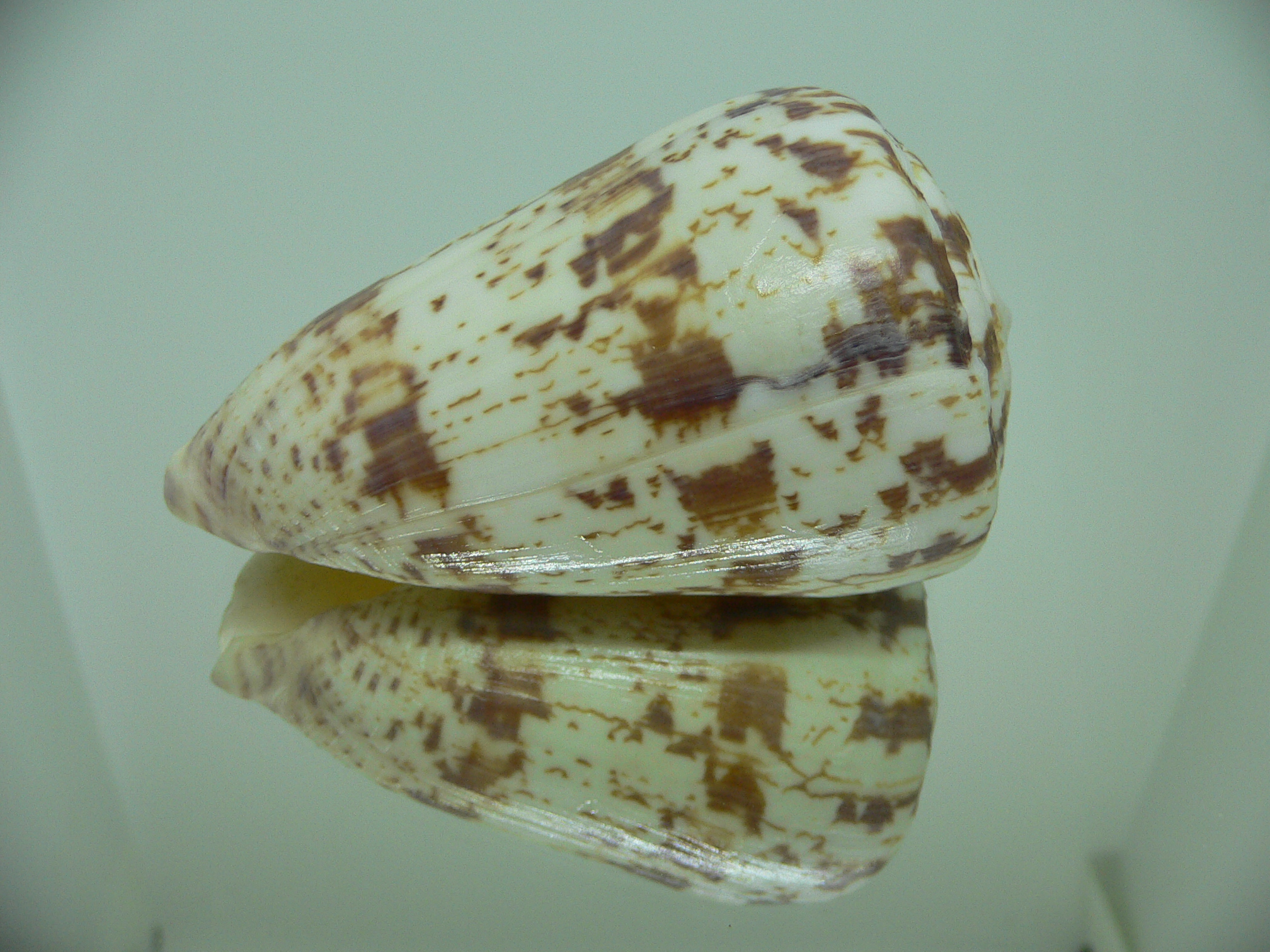 Conus caracteristicus VERY BIG