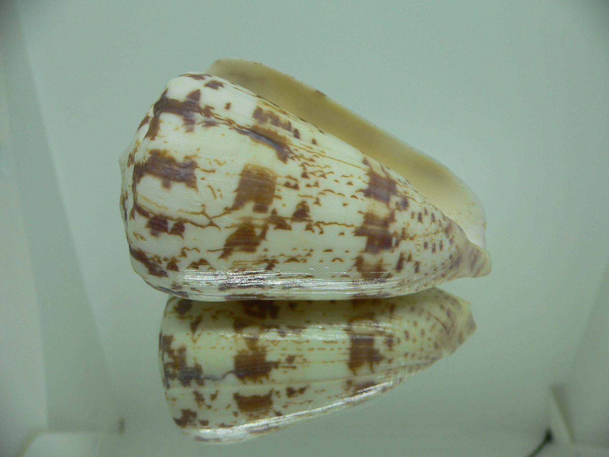 Conus caracteristicus VERY BIG