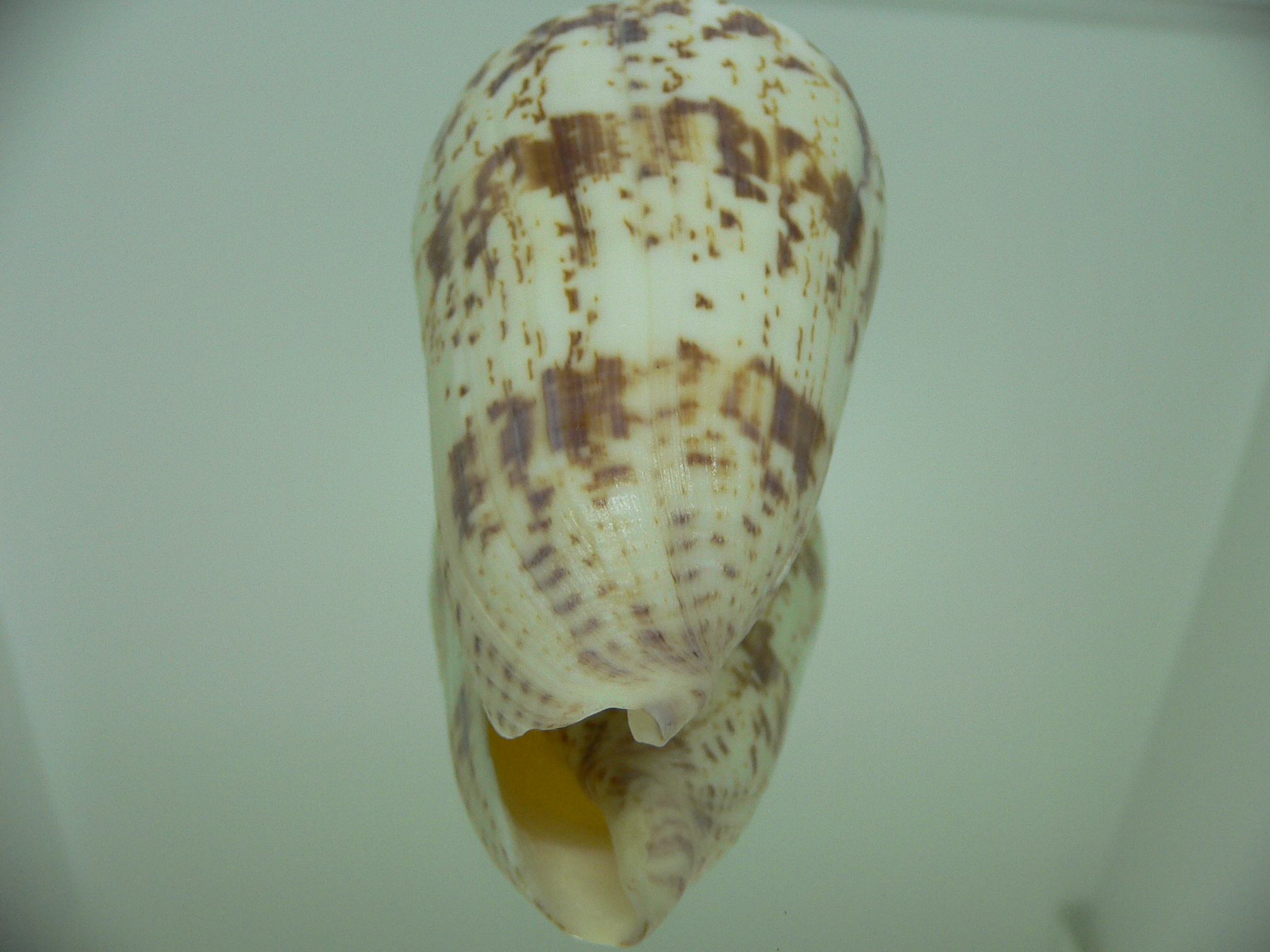 Conus caracteristicus VERY BIG