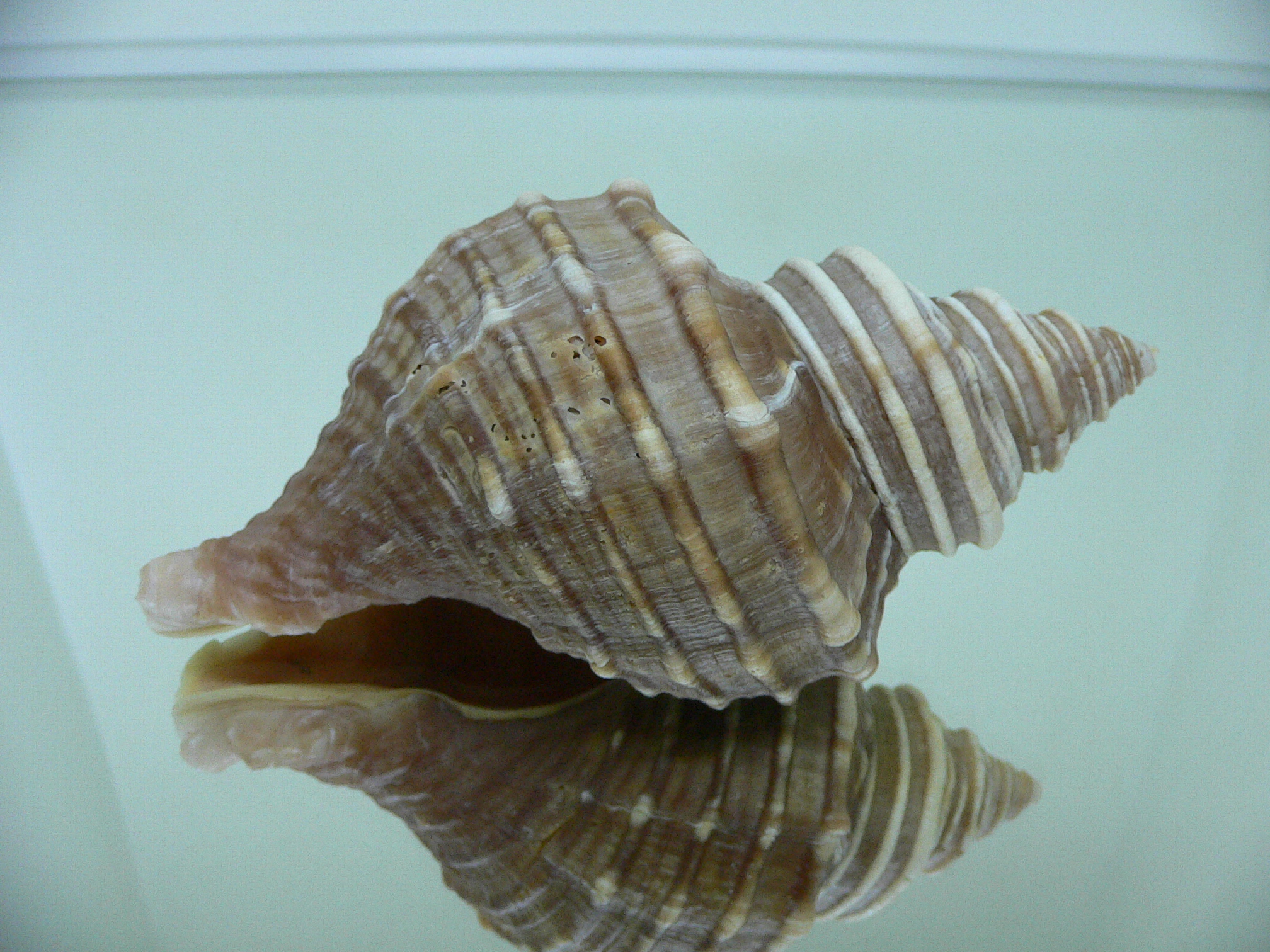 Neptunea excelsior UNUSUAL