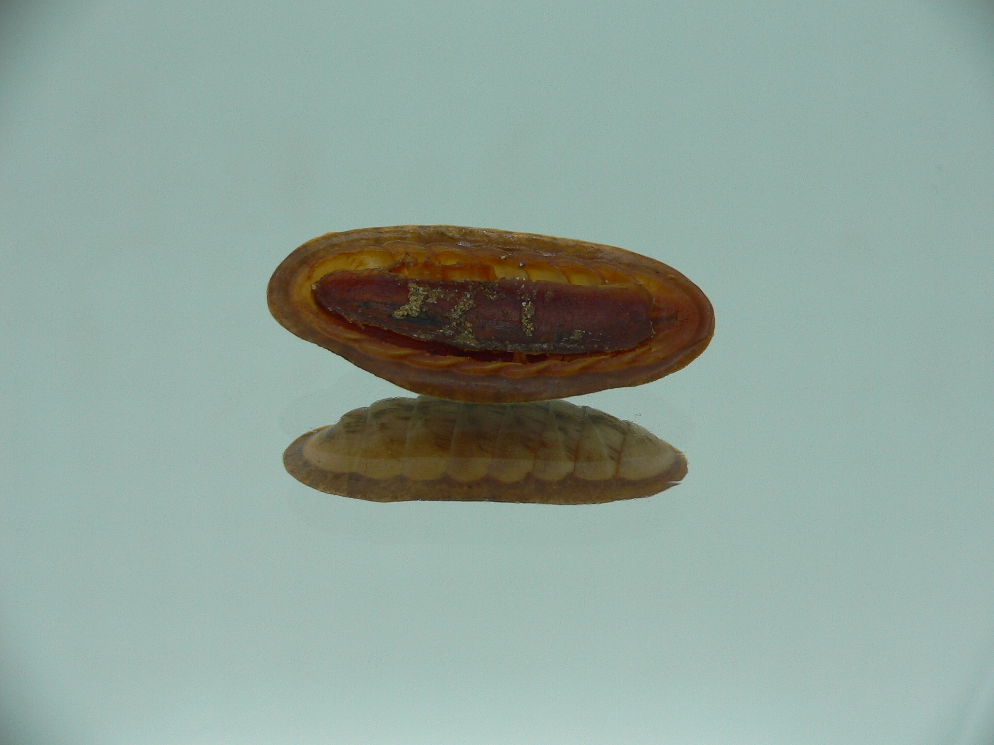Rhyssoplax exoptanda ENDEMIC