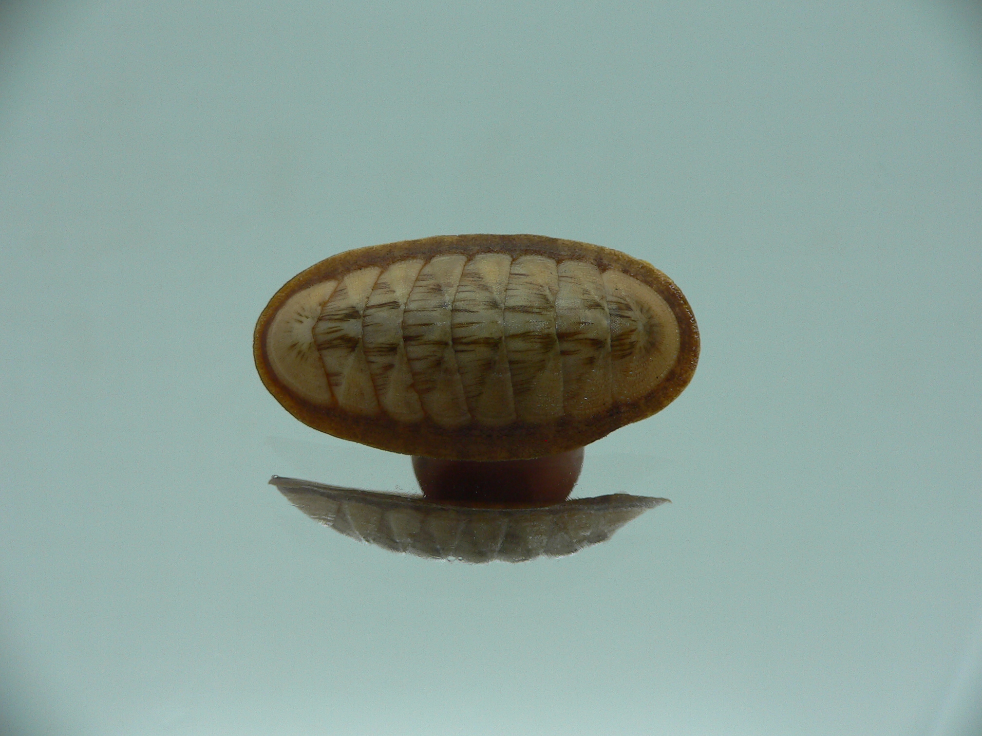 Rhyssoplax exoptanda ENDEMIC