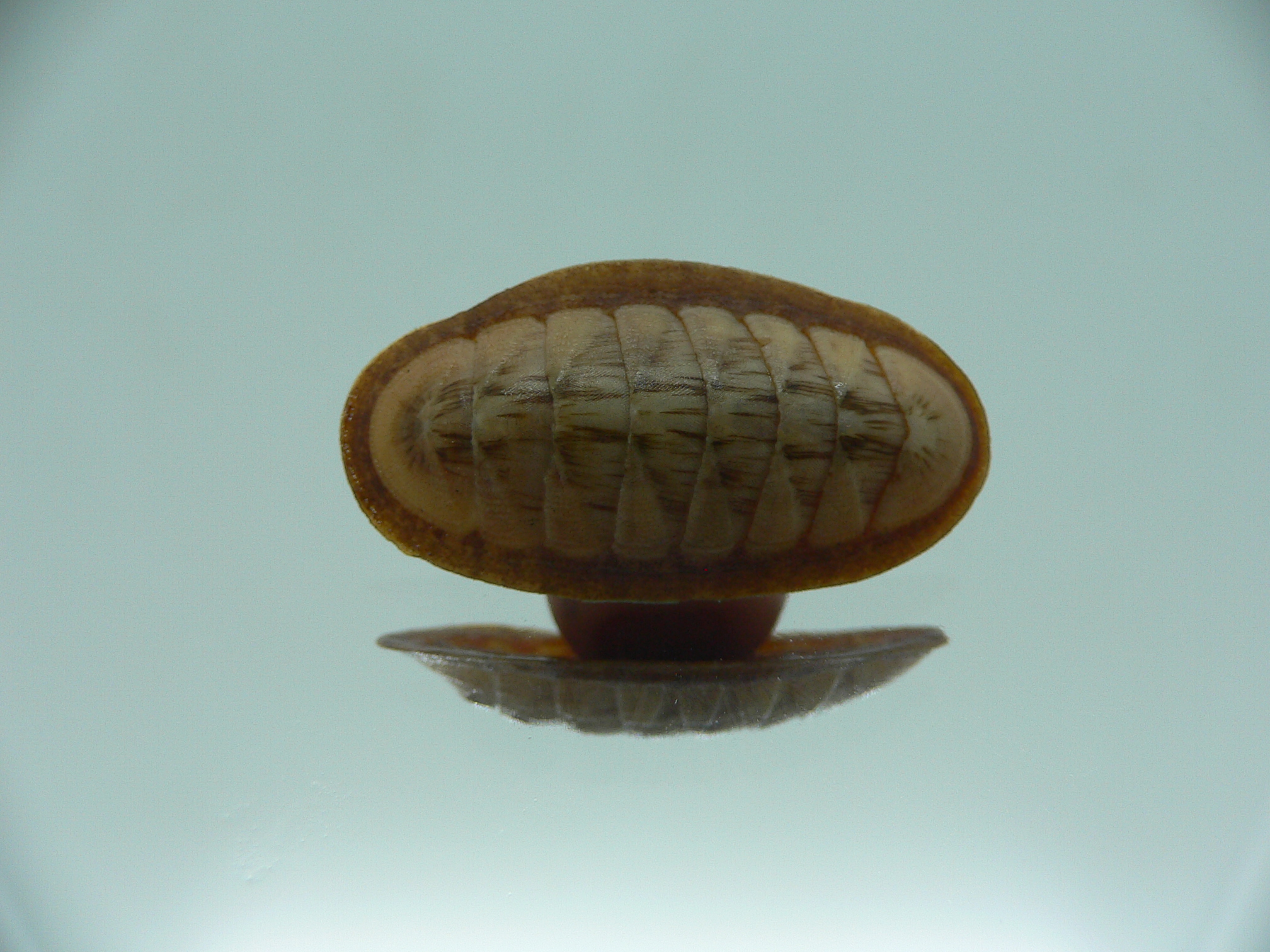 Rhyssoplax exoptanda ENDEMIC