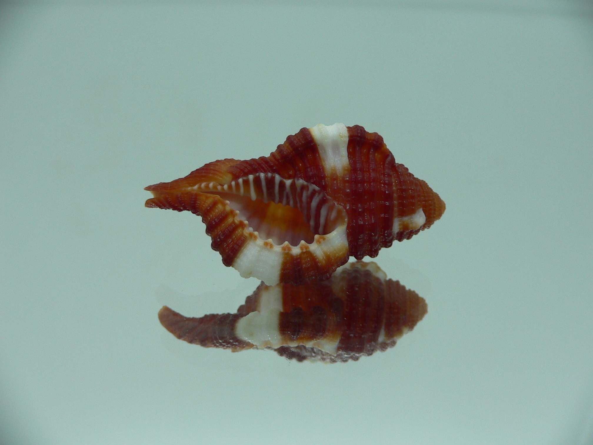 Septa bibbeyi IDEAL & SUPER COLOR