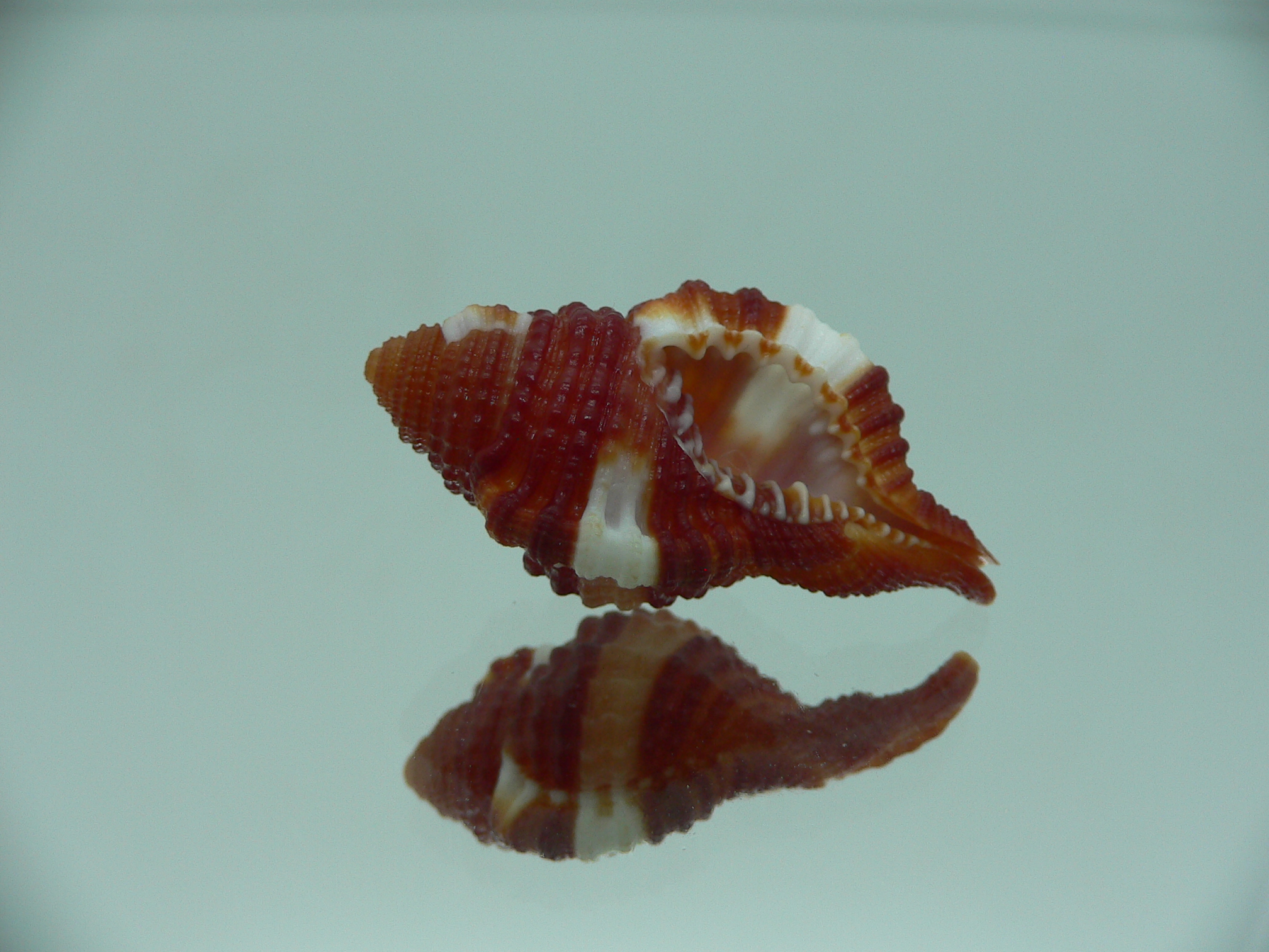 Septa bibbeyi IDEAL & SUPER COLOR