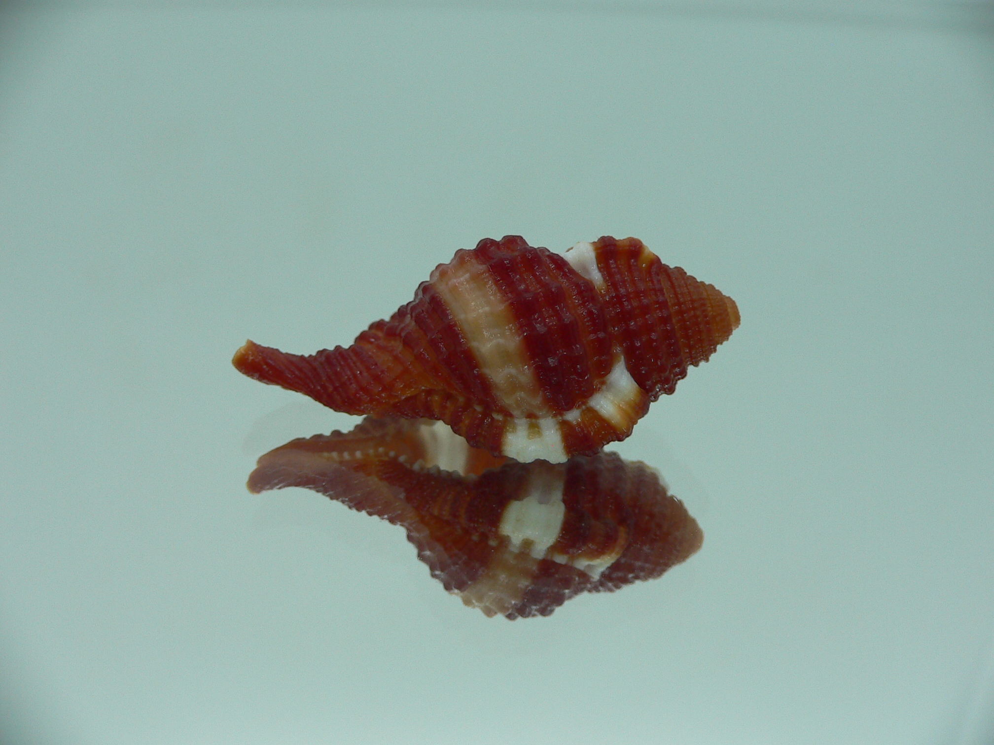 Septa bibbeyi IDEAL & SUPER COLOR