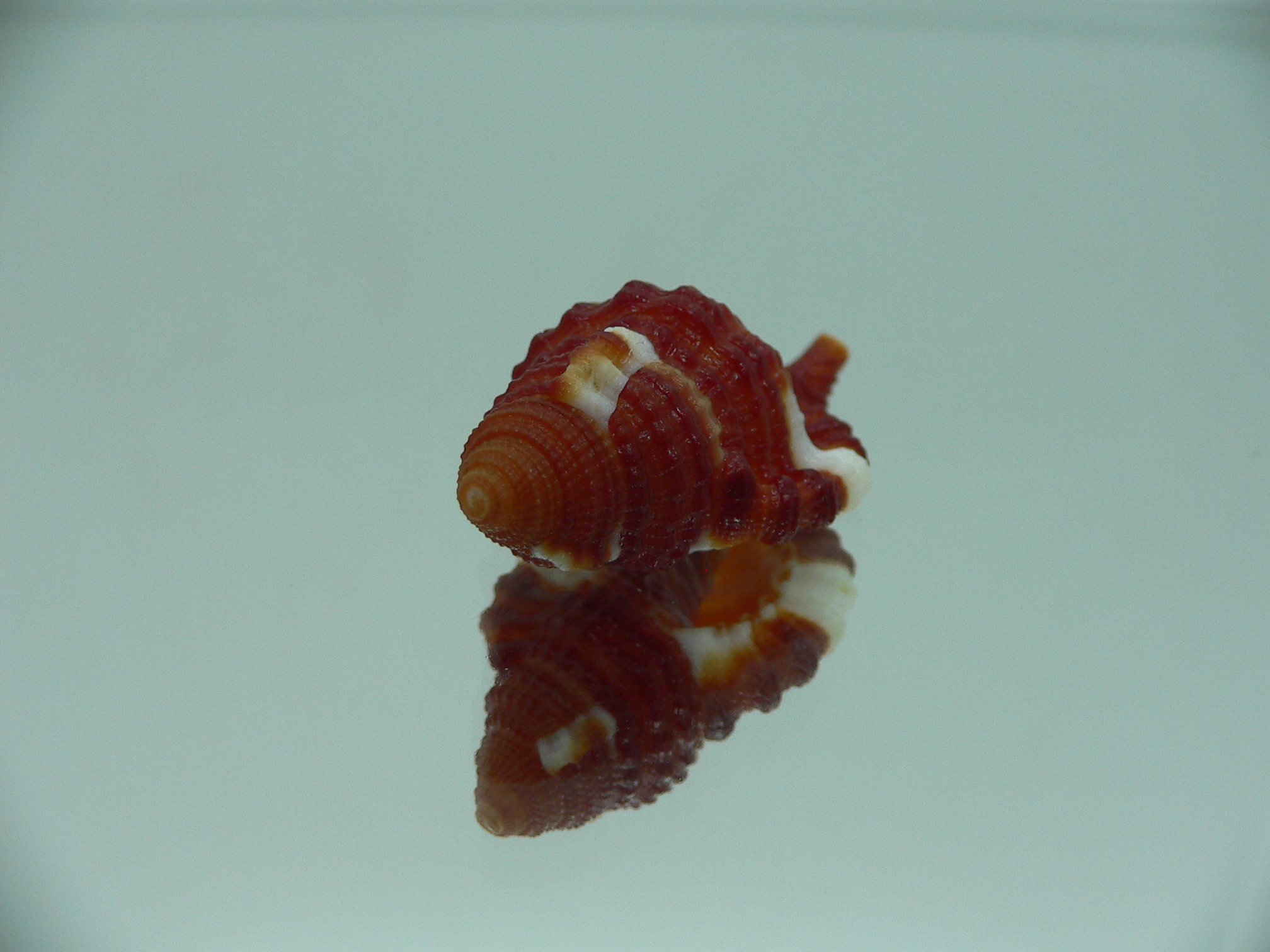 Septa bibbeyi IDEAL & SUPER COLOR