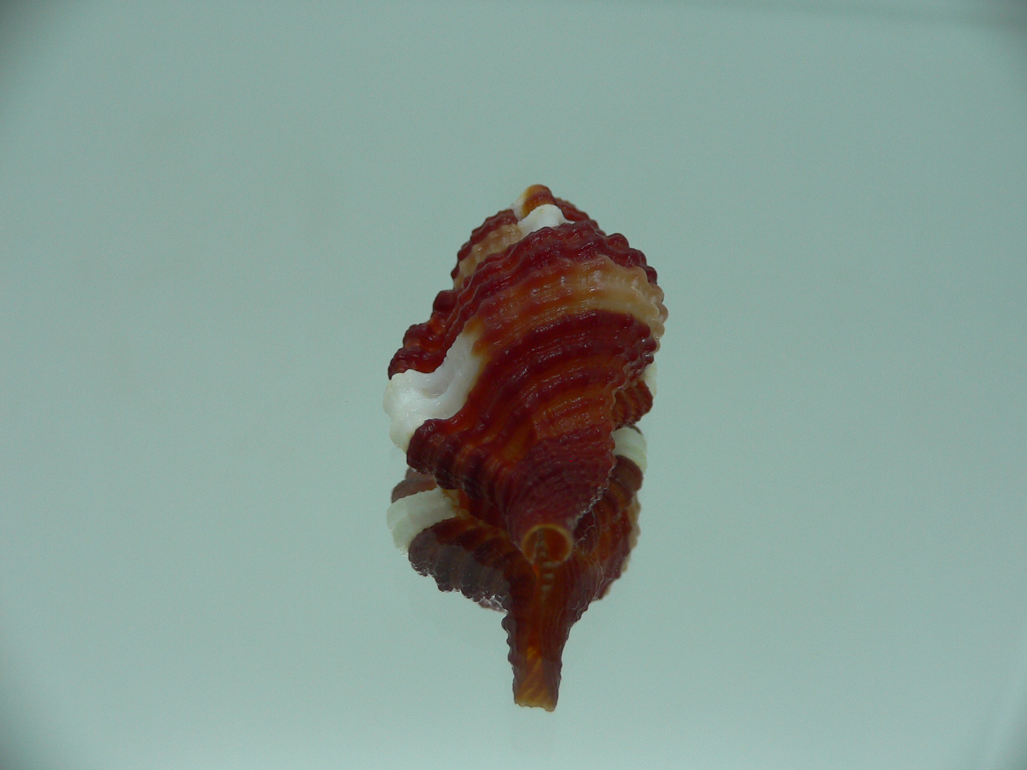 Septa bibbeyi IDEAL & SUPER COLOR