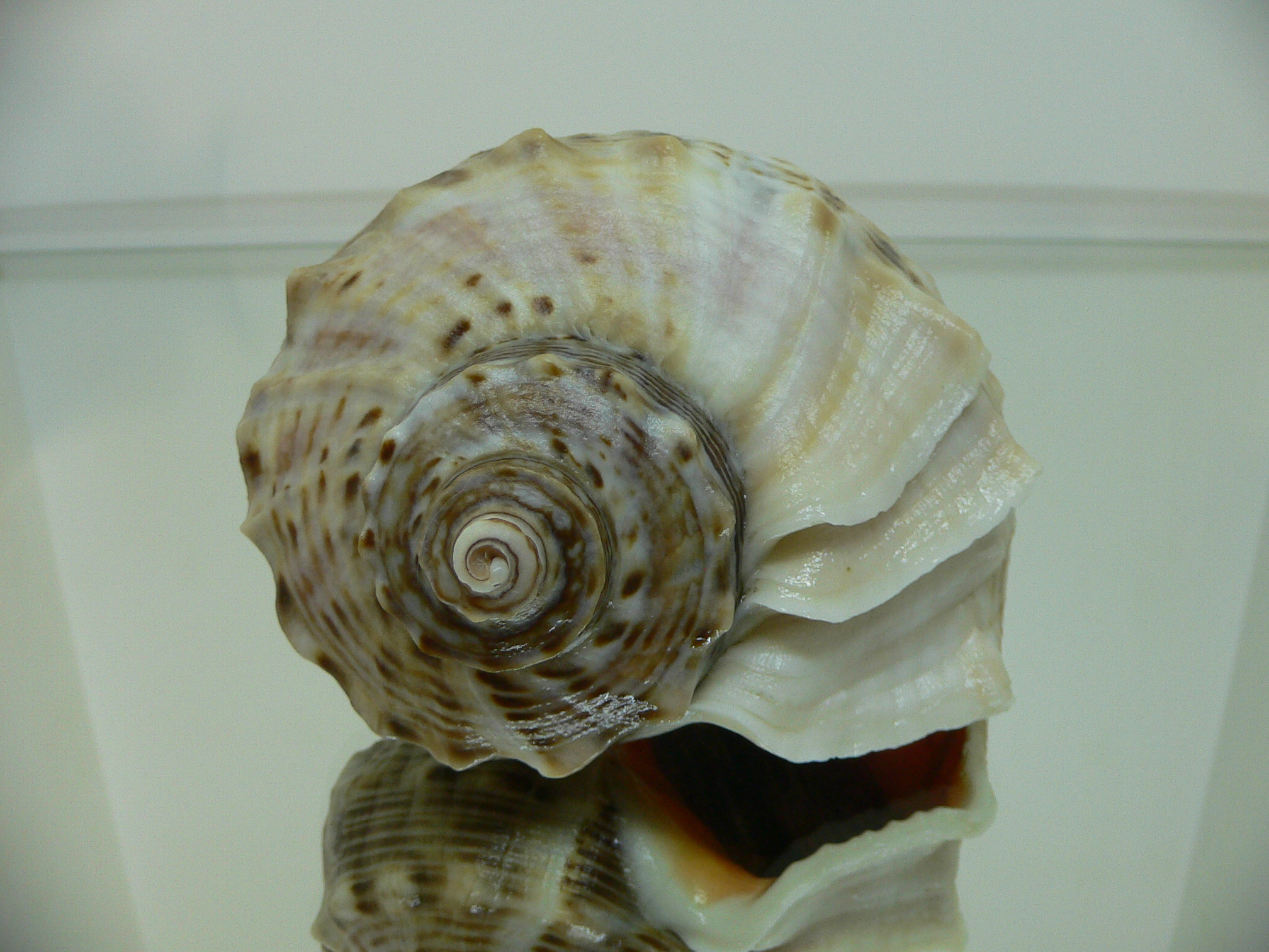 Rapana venosa SUPER KEELS
