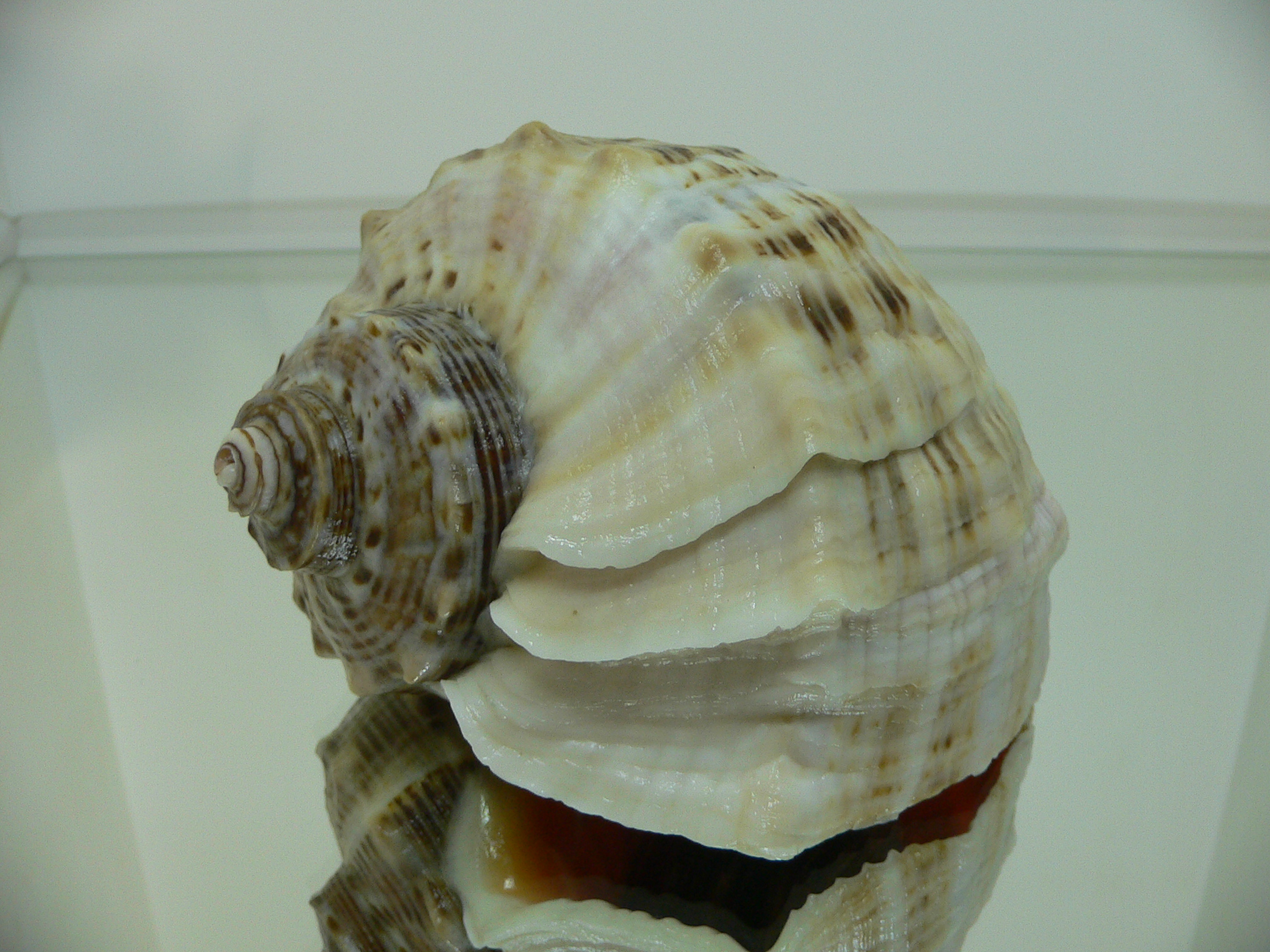 Rapana venosa SUPER KEELS