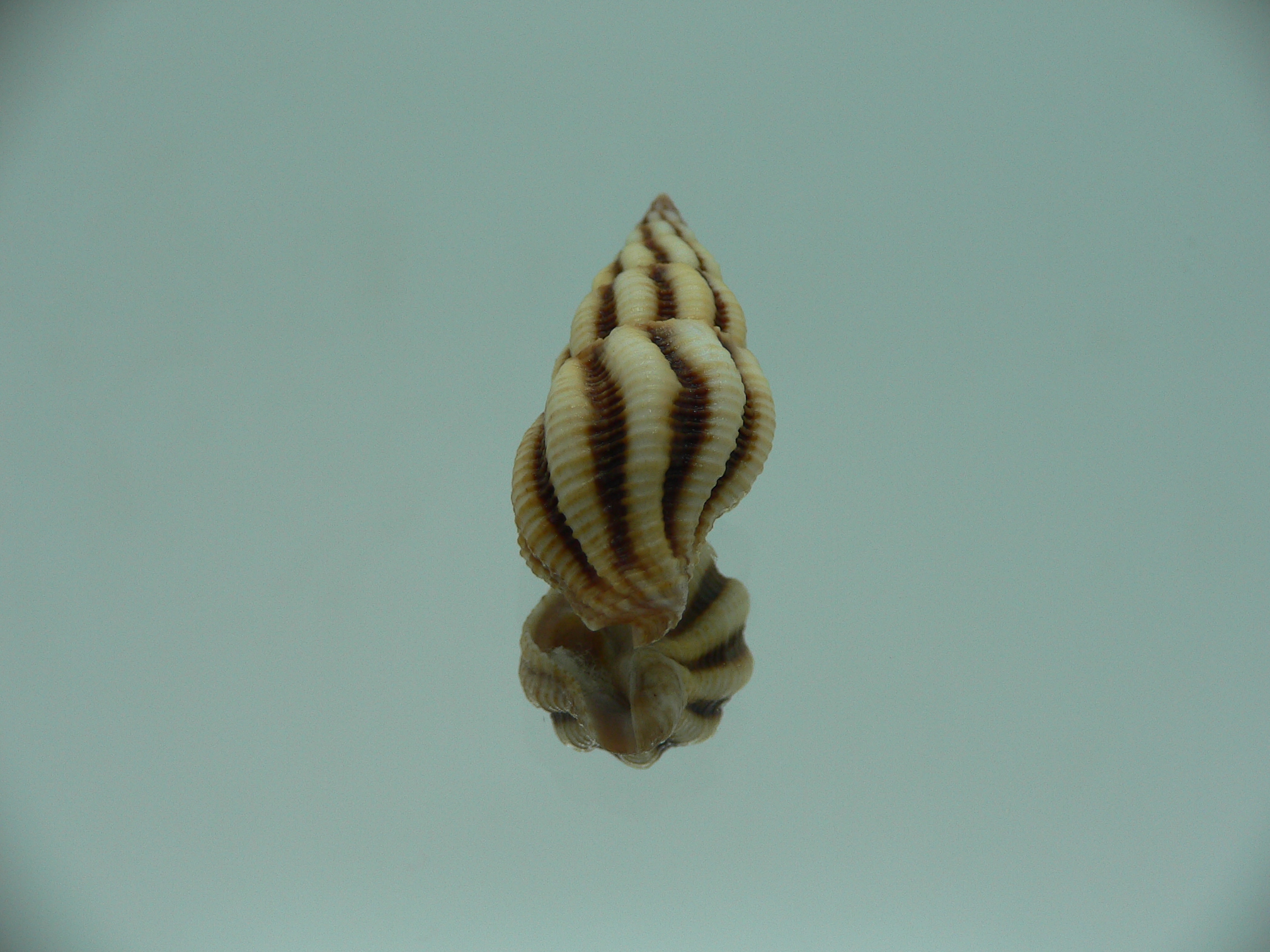 Peristernia reincarnata VERY BIG & IDEAL
