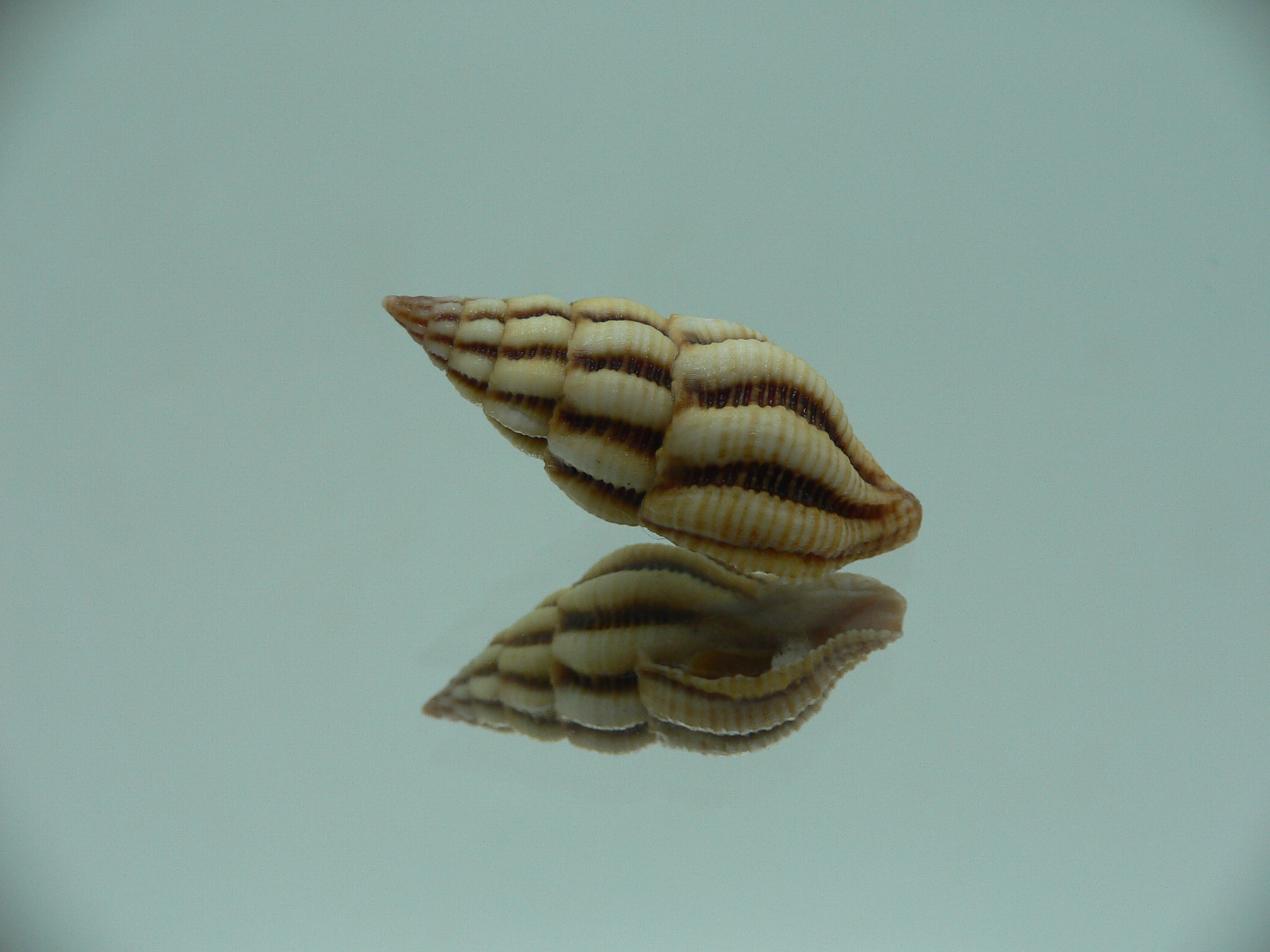 Peristernia reincarnata VERY BIG & IDEAL