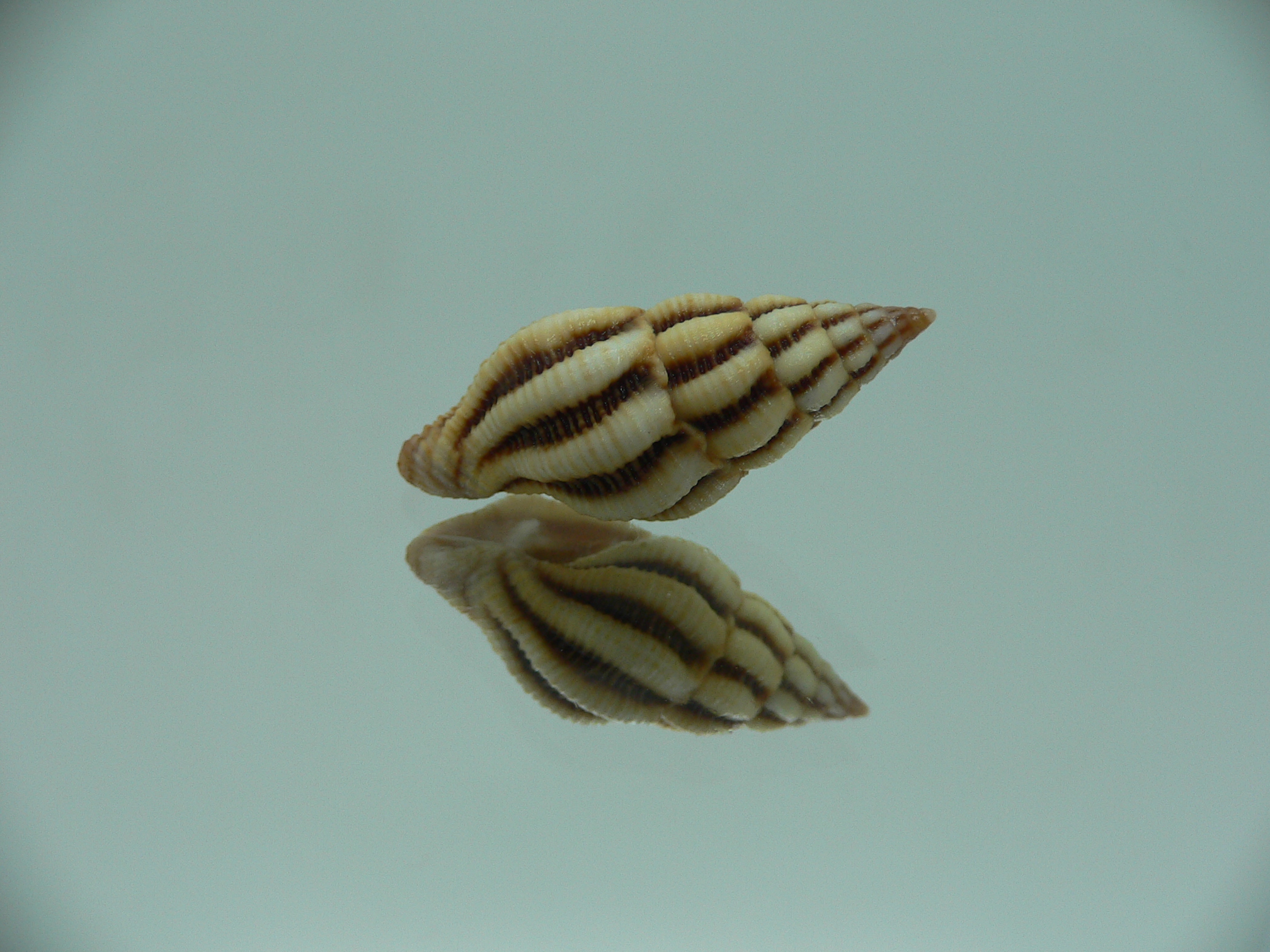 Peristernia reincarnata VERY BIG & IDEAL
