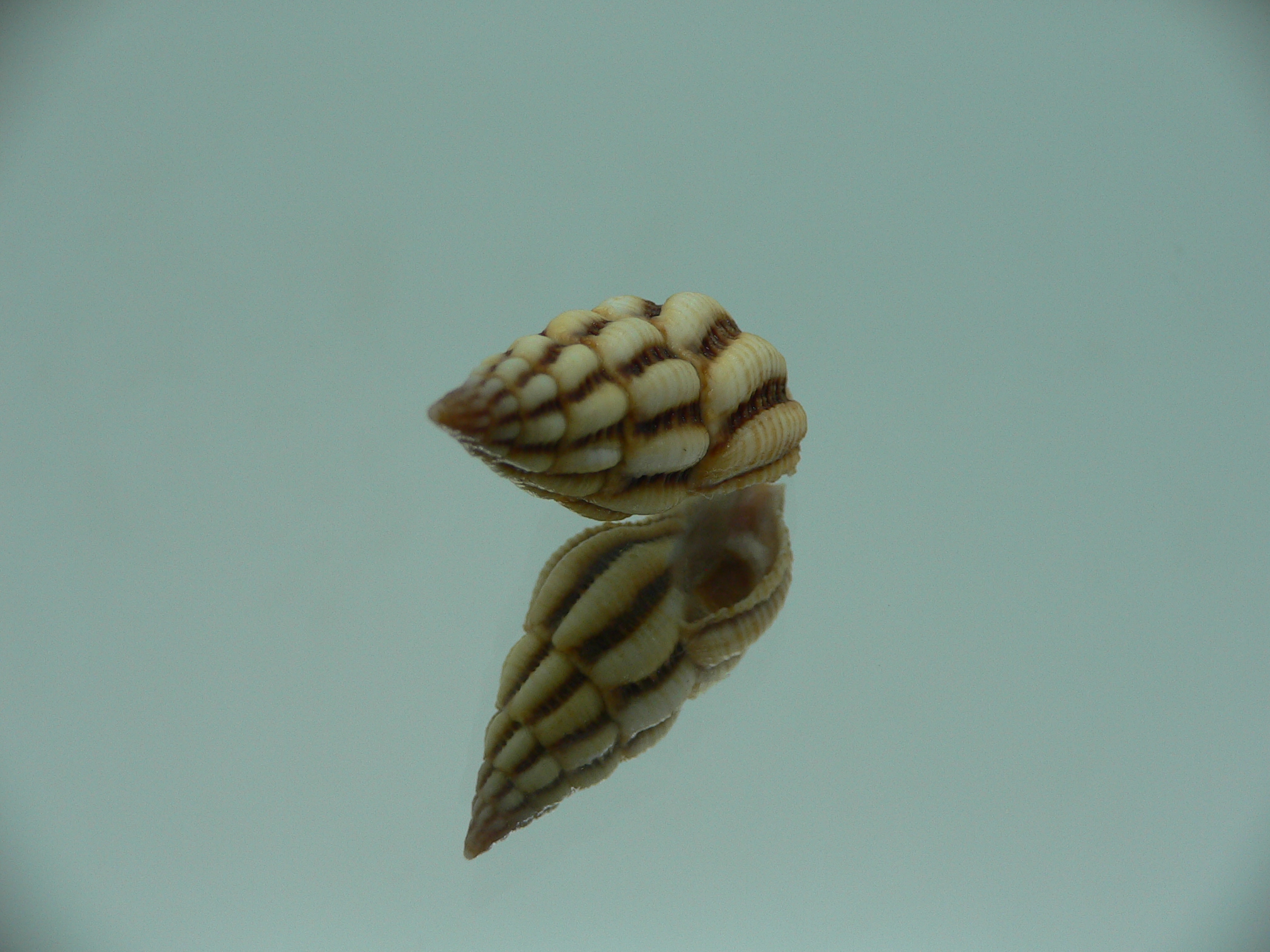 Peristernia reincarnata VERY BIG & IDEAL