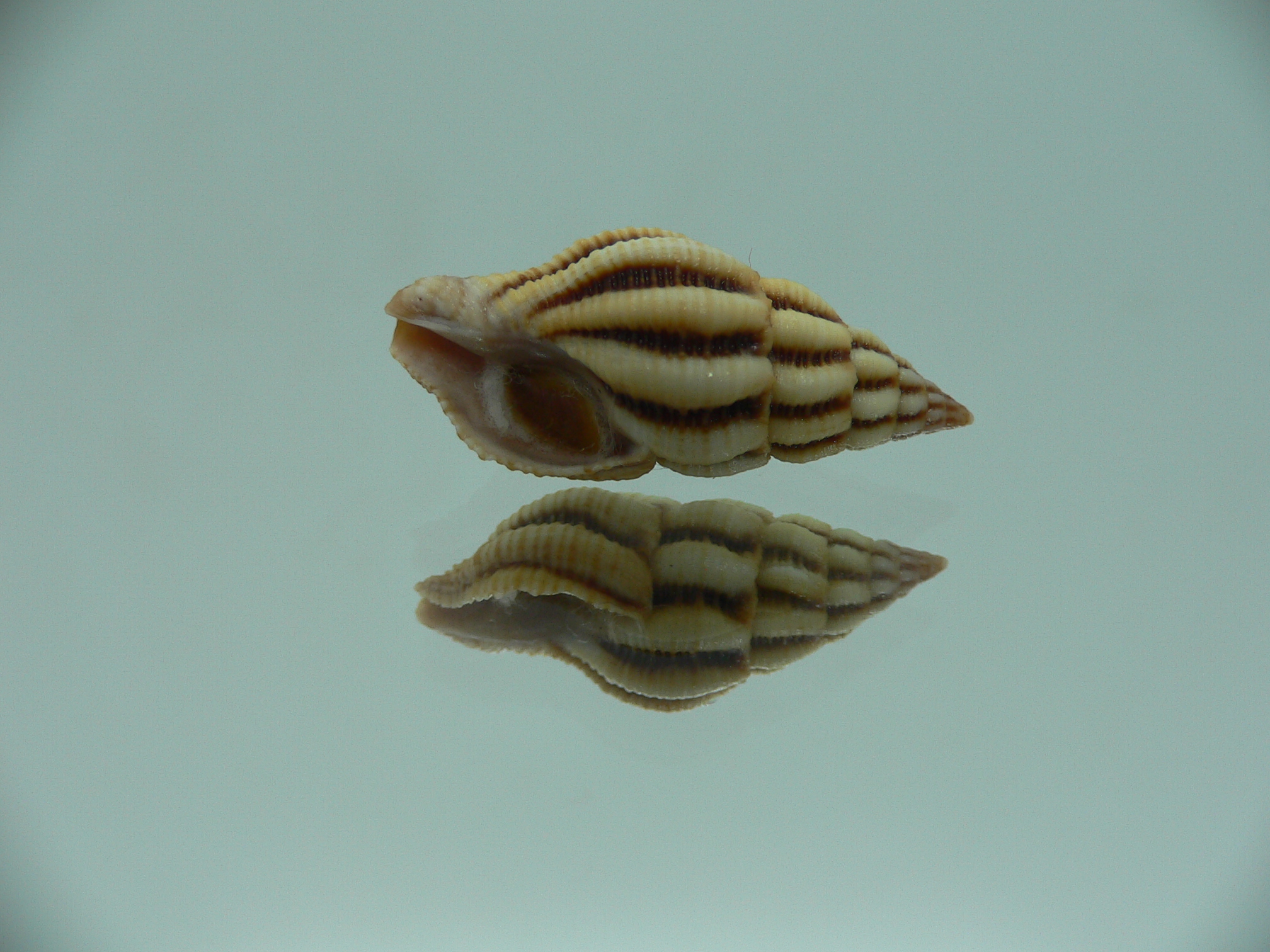 Peristernia reincarnata VERY BIG & IDEAL