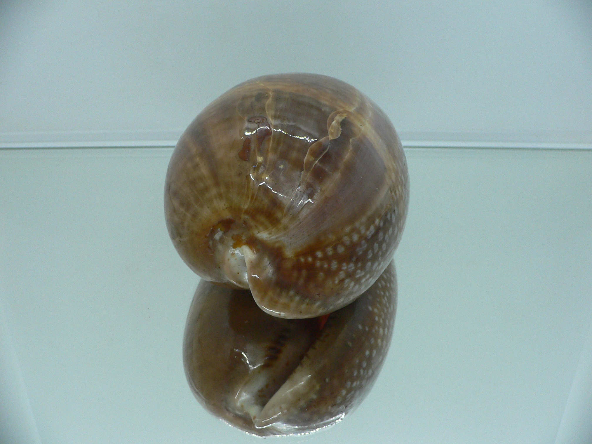 Cypraea cervus cervus VERY BIG & RARE ARISTOCRAT