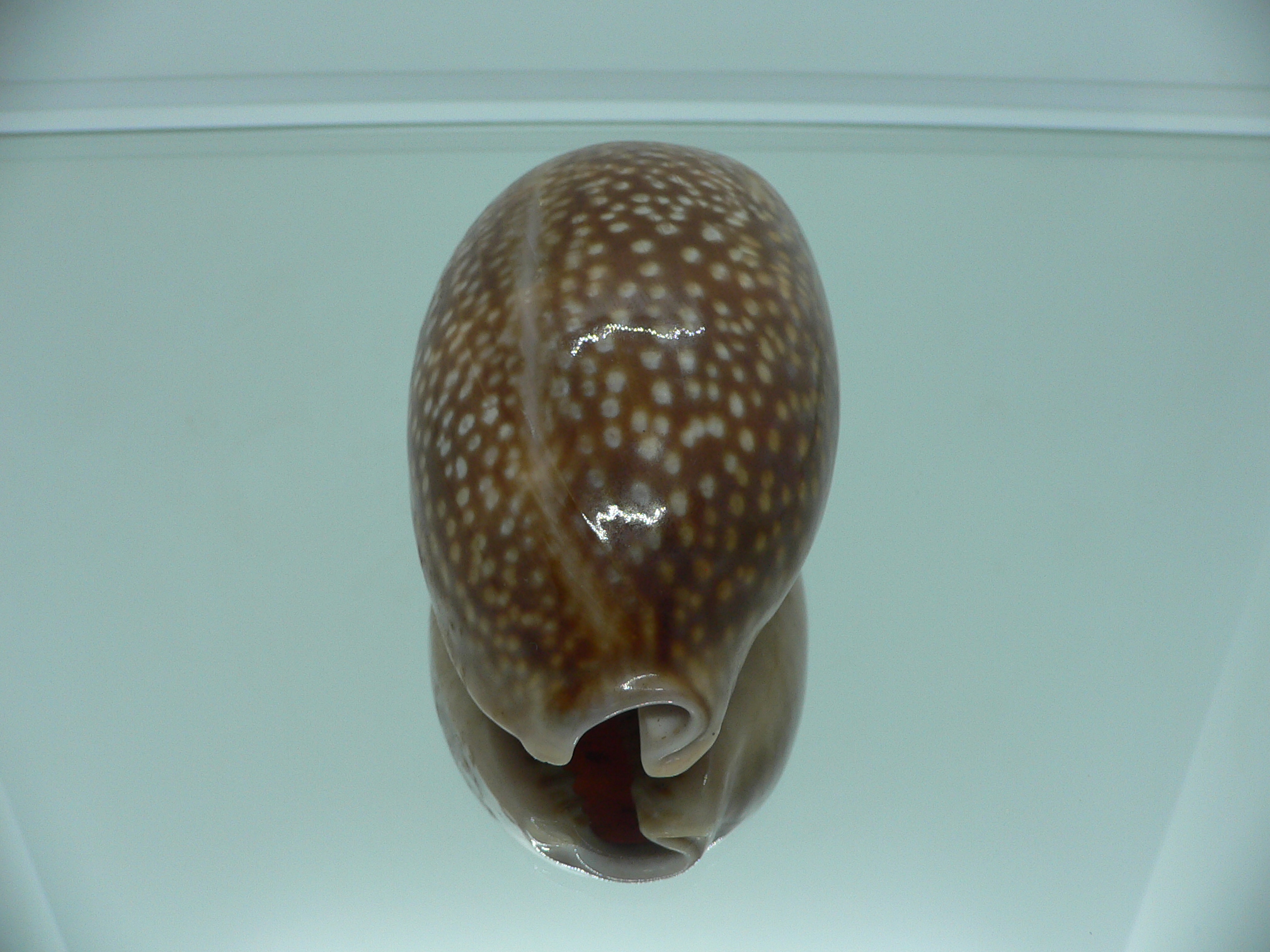 Cypraea cervus cervus RARE ARISTOCRAT
