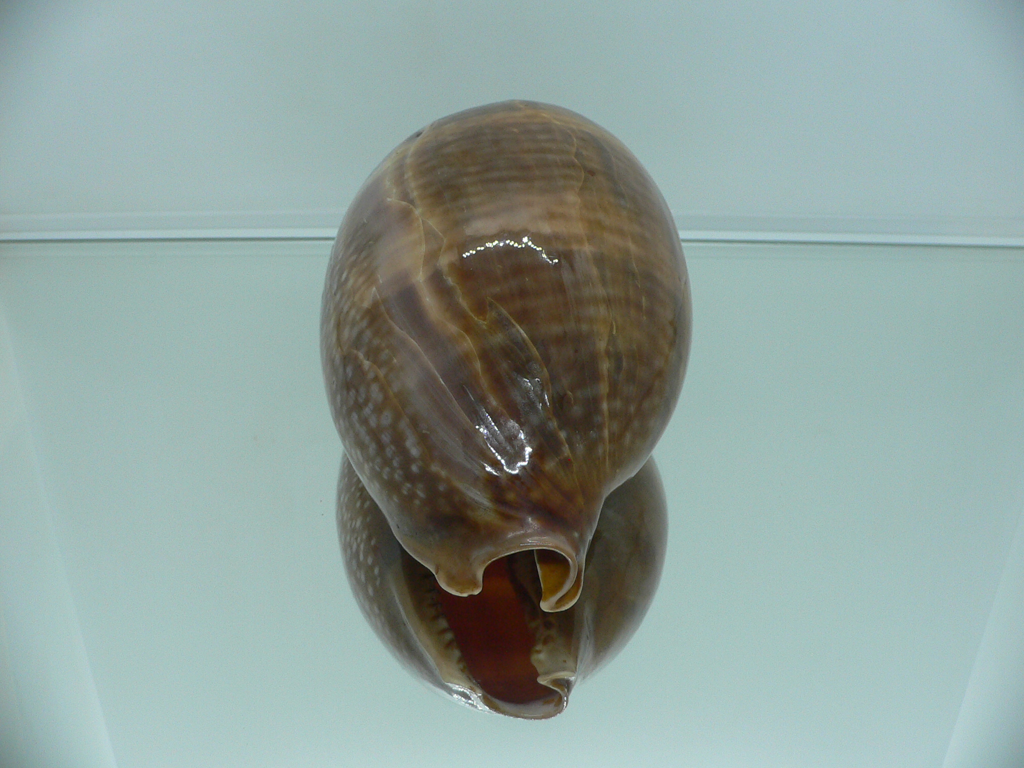 Cypraea cervus cervus VERY BIG & RARE ARISTOCRAT