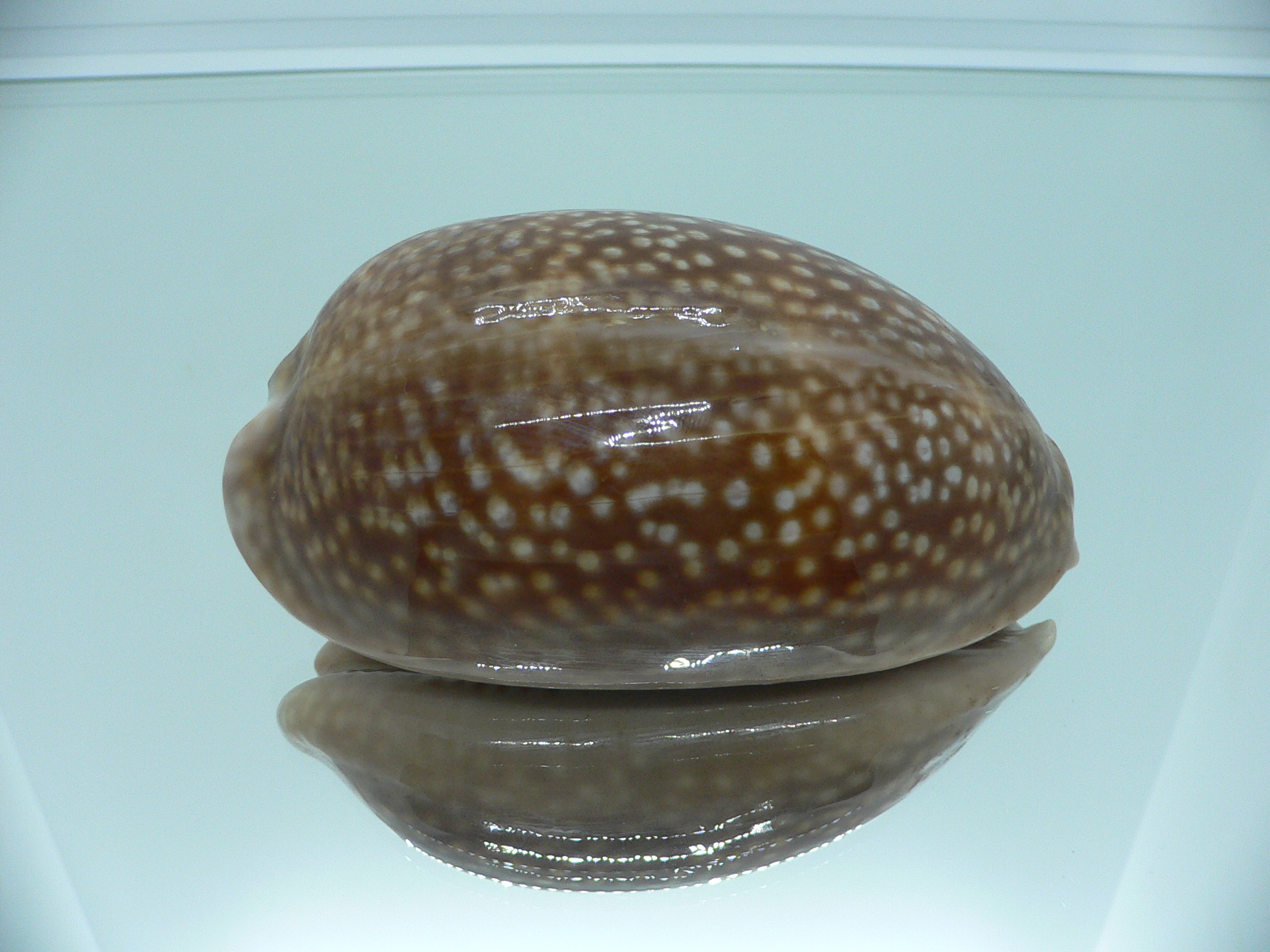 Cypraea cervus cervus RARE ARISTOCRAT
