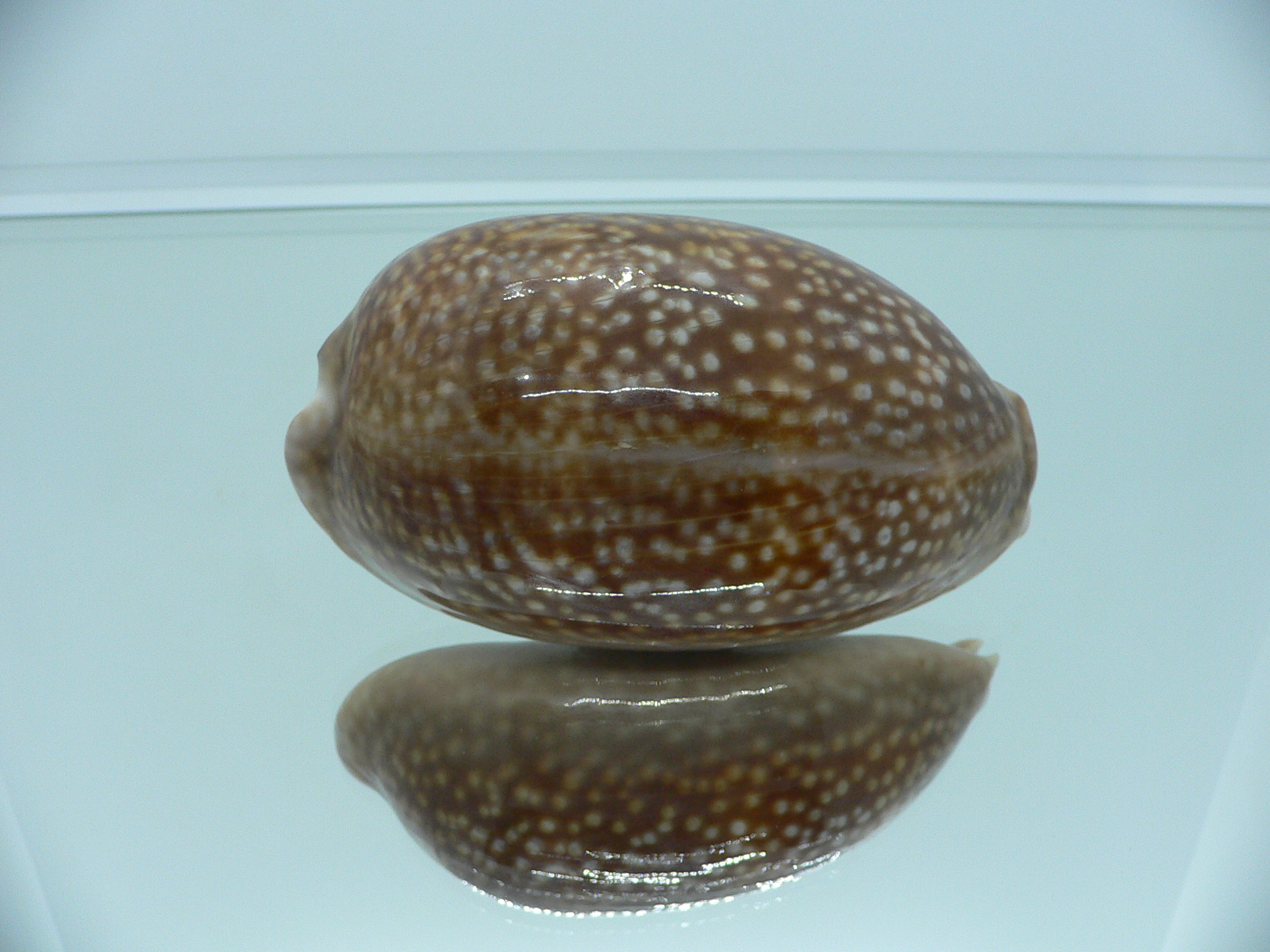 Cypraea cervus cervus RARE ARISTOCRAT