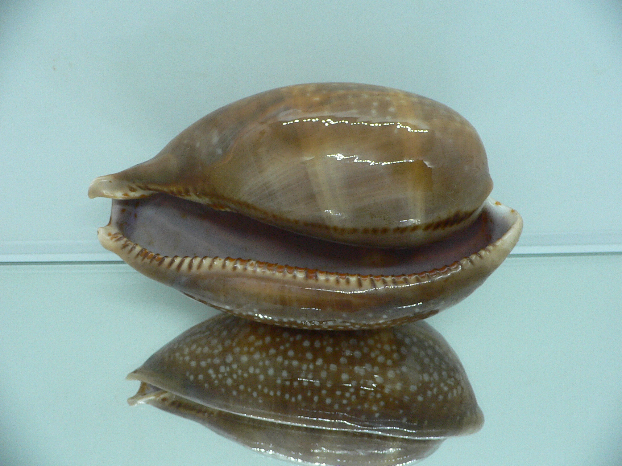 Cypraea cervus cervus VERY BIG & RARE ARISTOCRAT