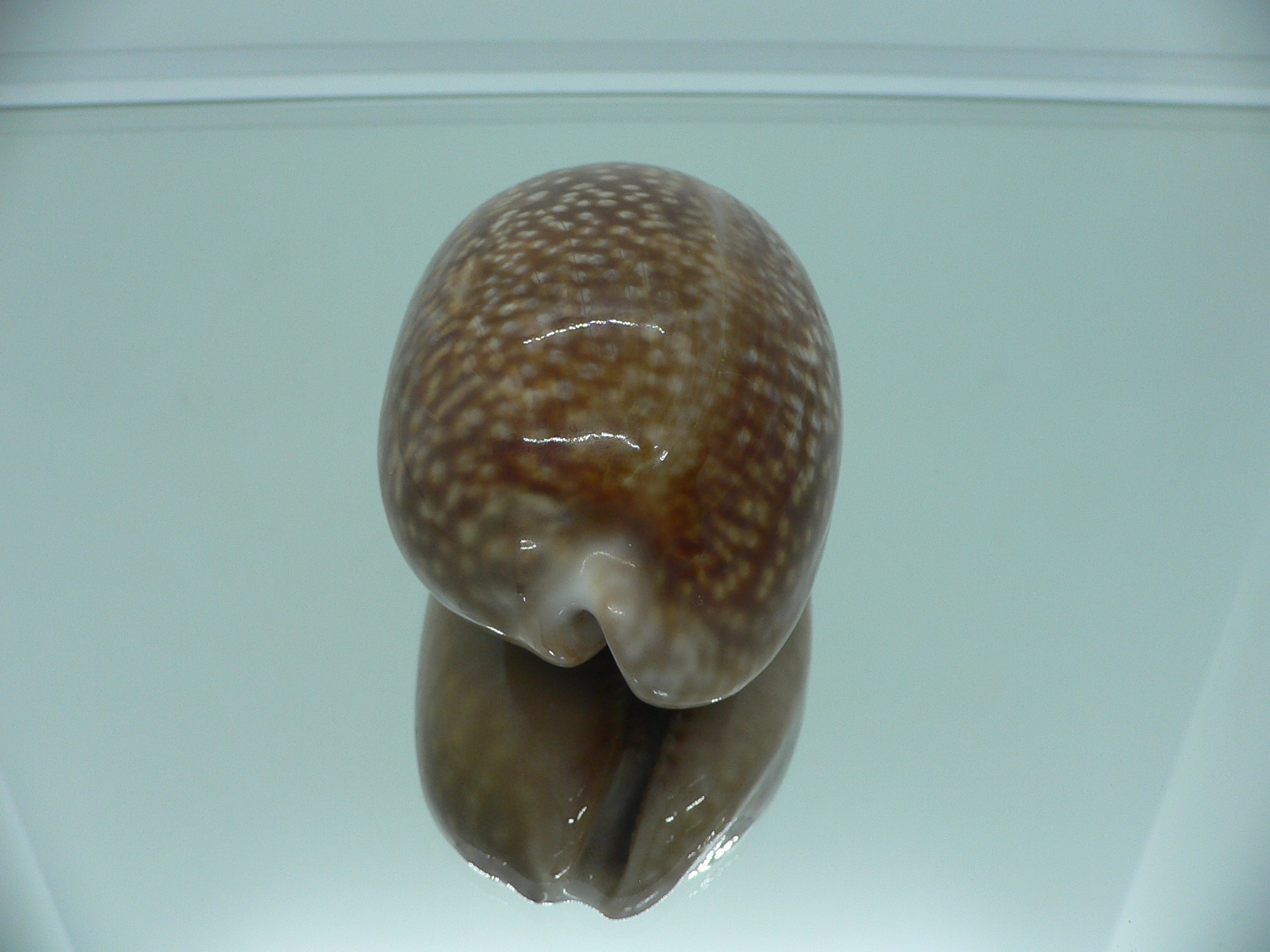 Cypraea cervus cervus RARE ARISTOCRAT