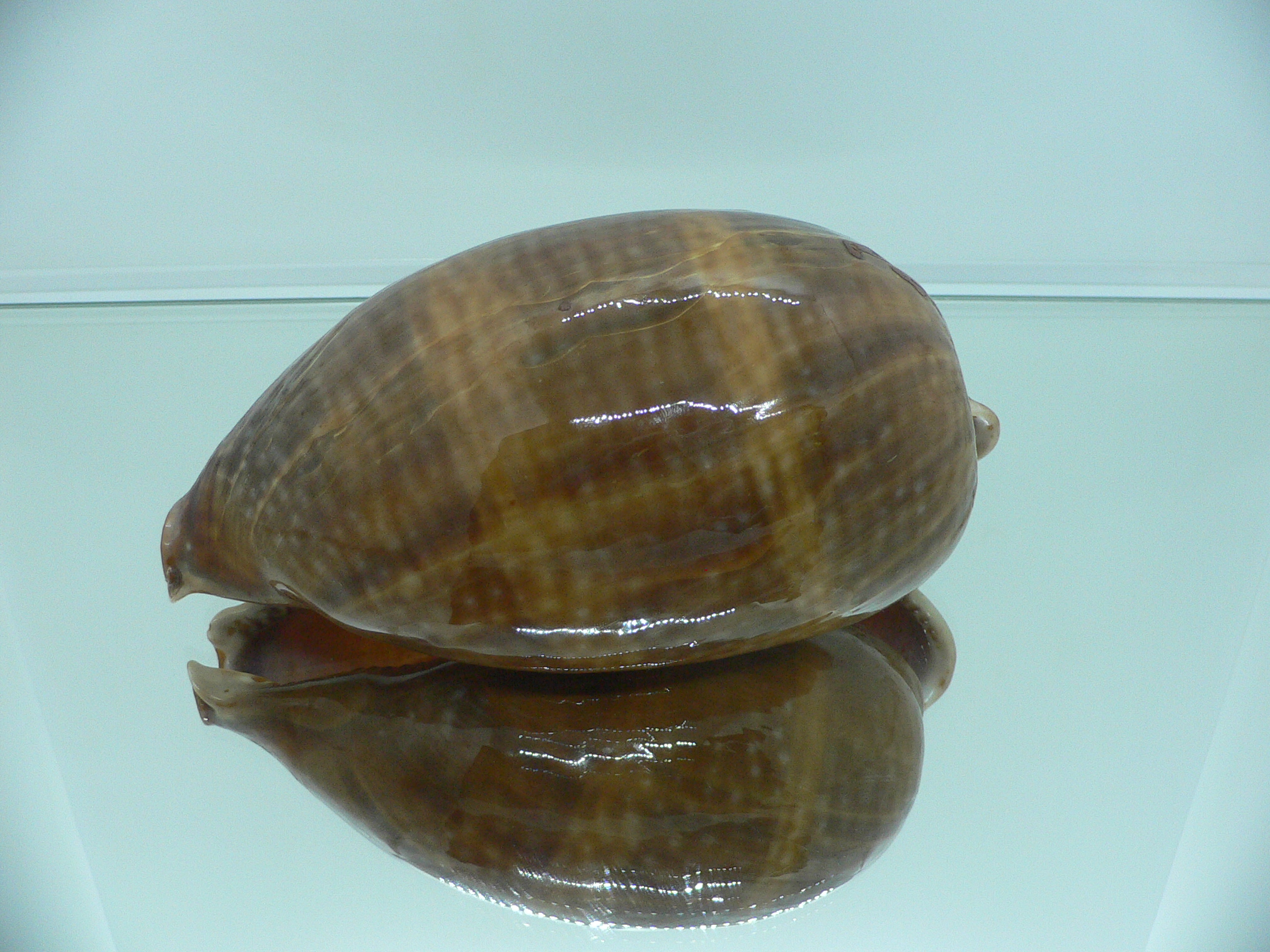 Cypraea cervus cervus VERY BIG & RARE ARISTOCRAT