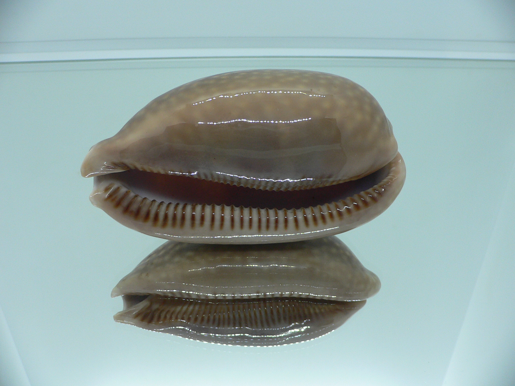 Cypraea cervus cervus RARE ARISTOCRAT
