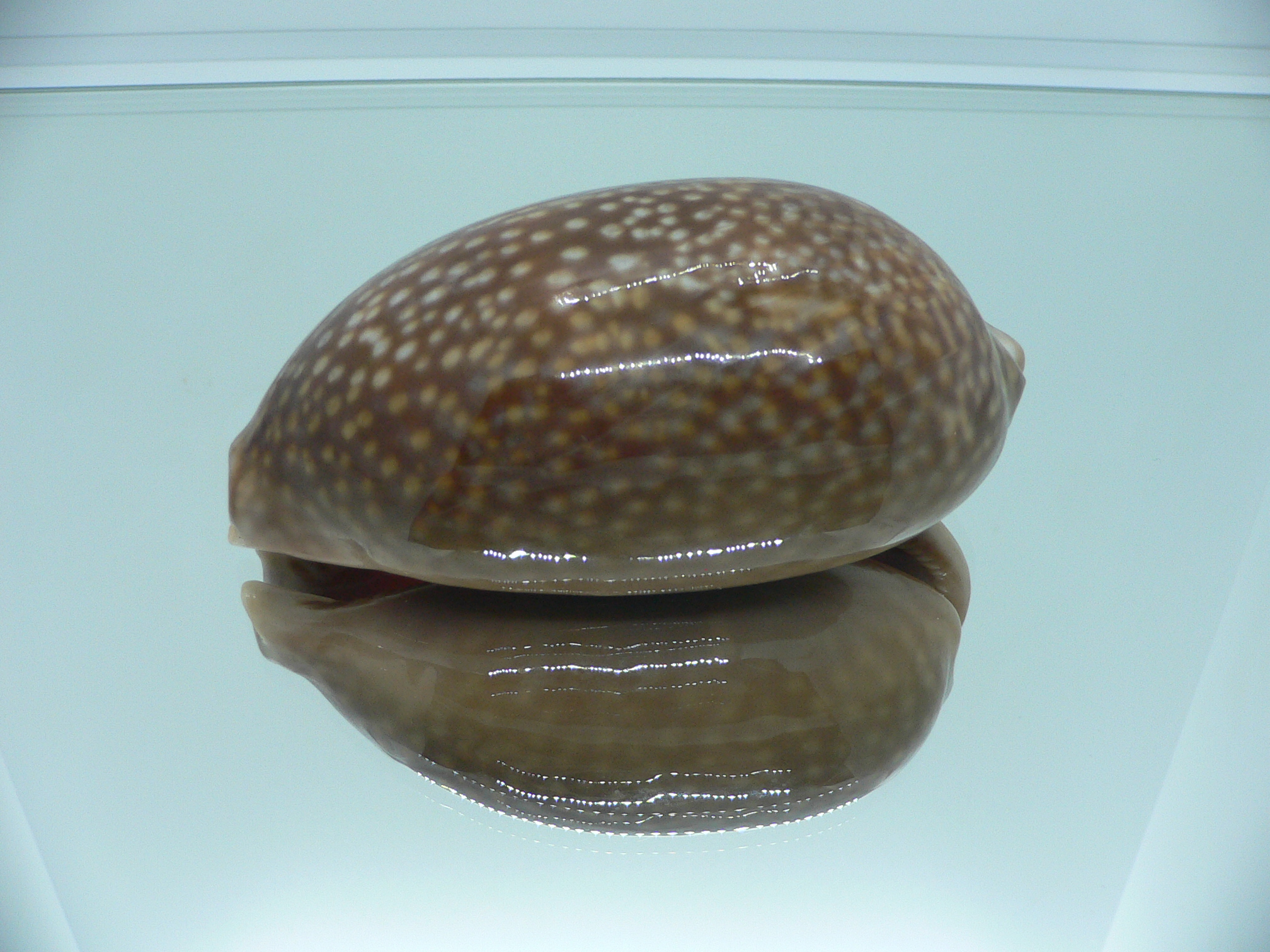 Cypraea cervus cervus RARE ARISTOCRAT