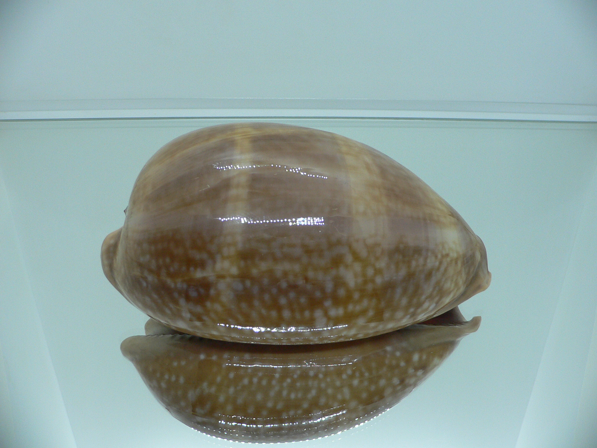 Cypraea cervus cervus VERY GOOD SIZE & RARE ARISTOCRAT