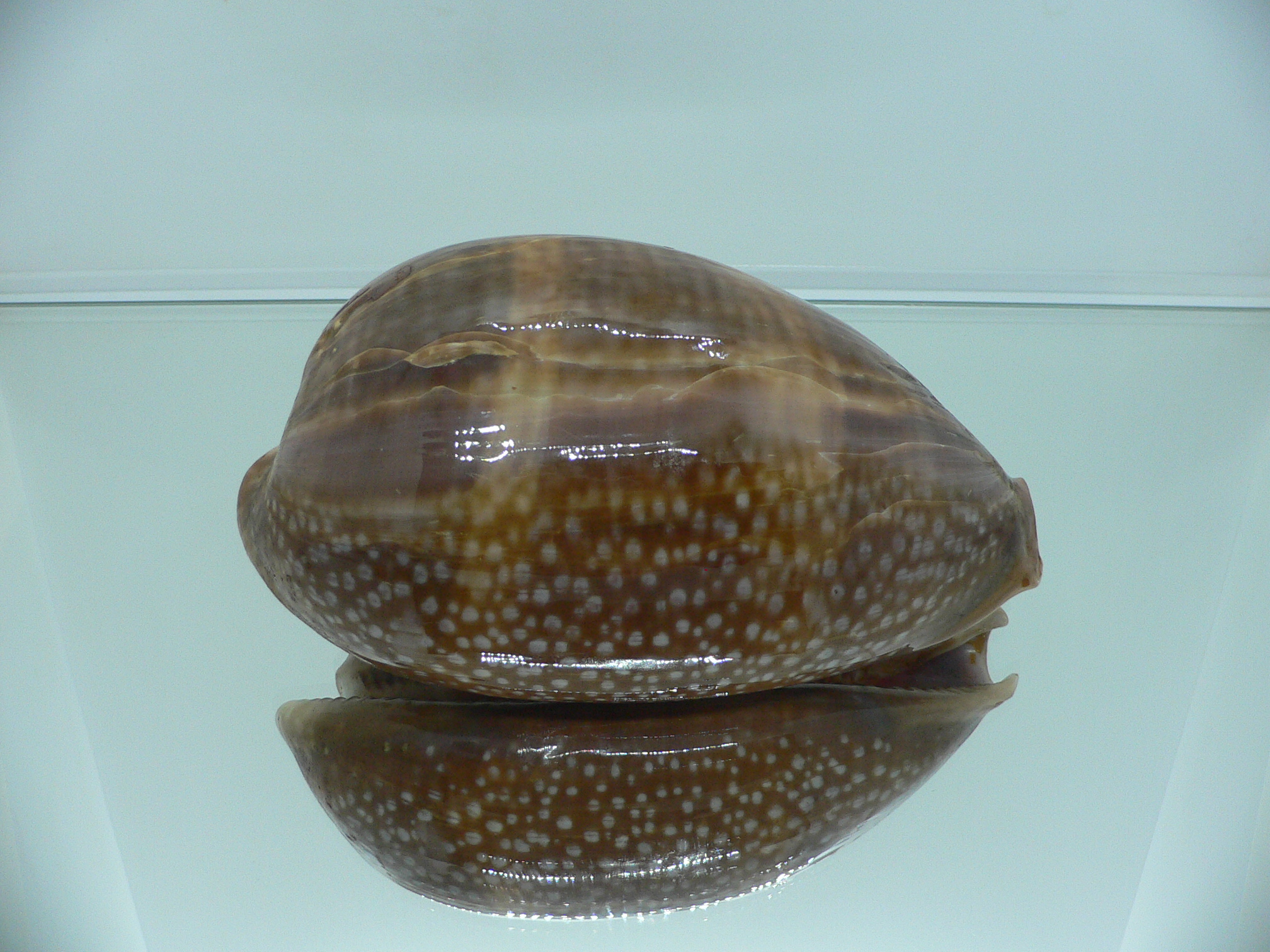 Cypraea cervus cervus VERY BIG & RARE ARISTOCRAT