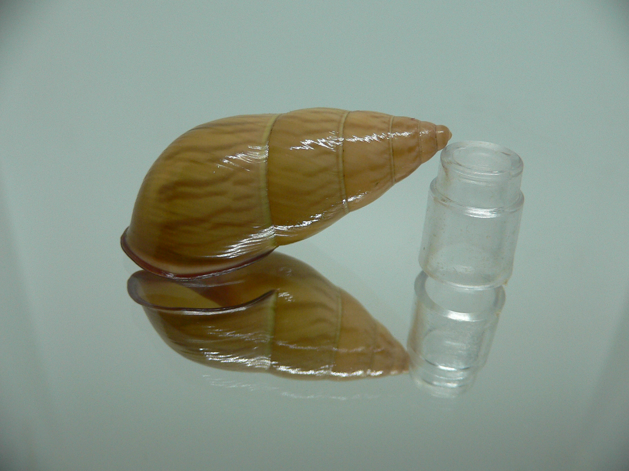 Amphidromus noriokowasoei SUPER