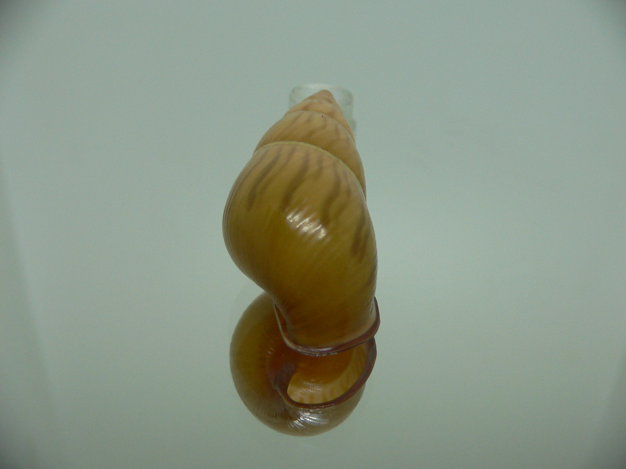 Amphidromus noriokowasoei SUPER
