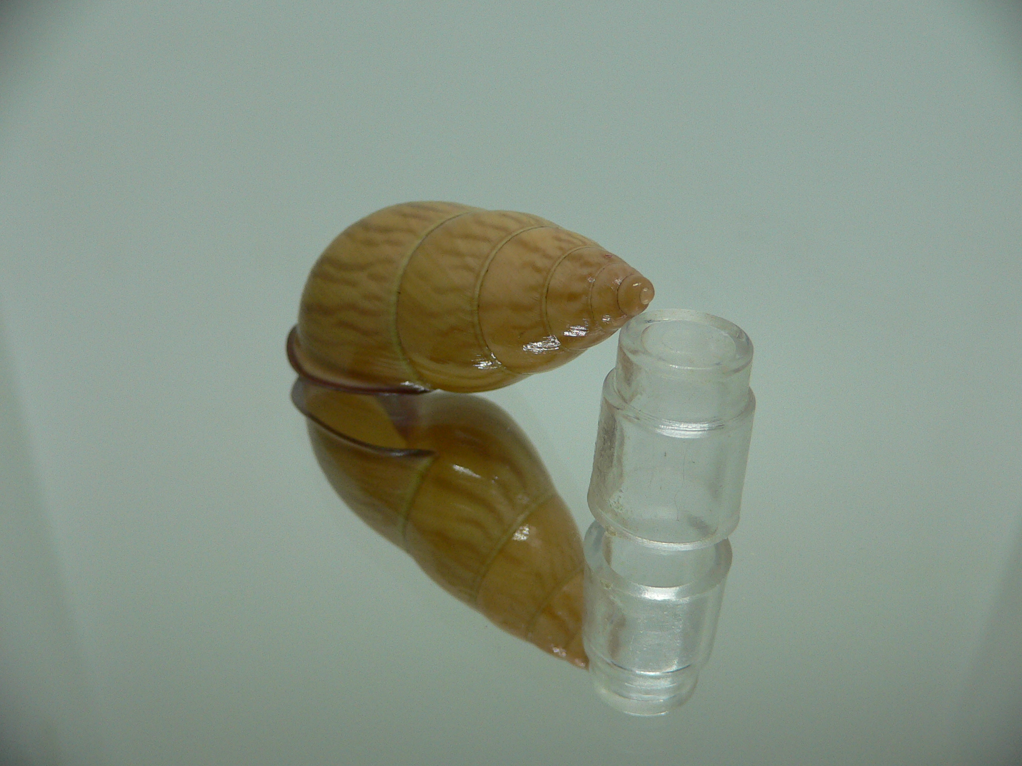 Amphidromus noriokowasoei SUPER
