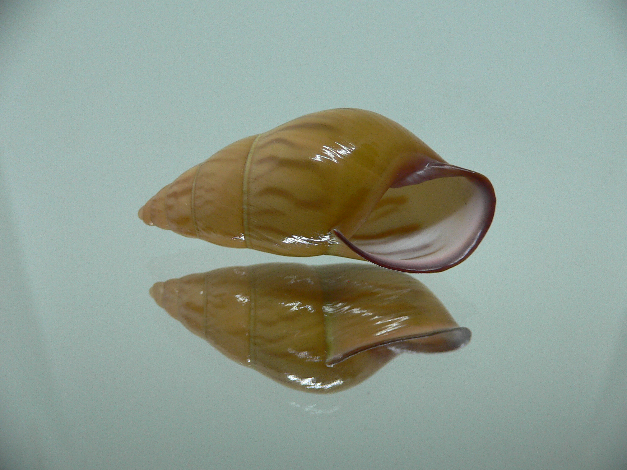 Amphidromus noriokowasoei SUPER