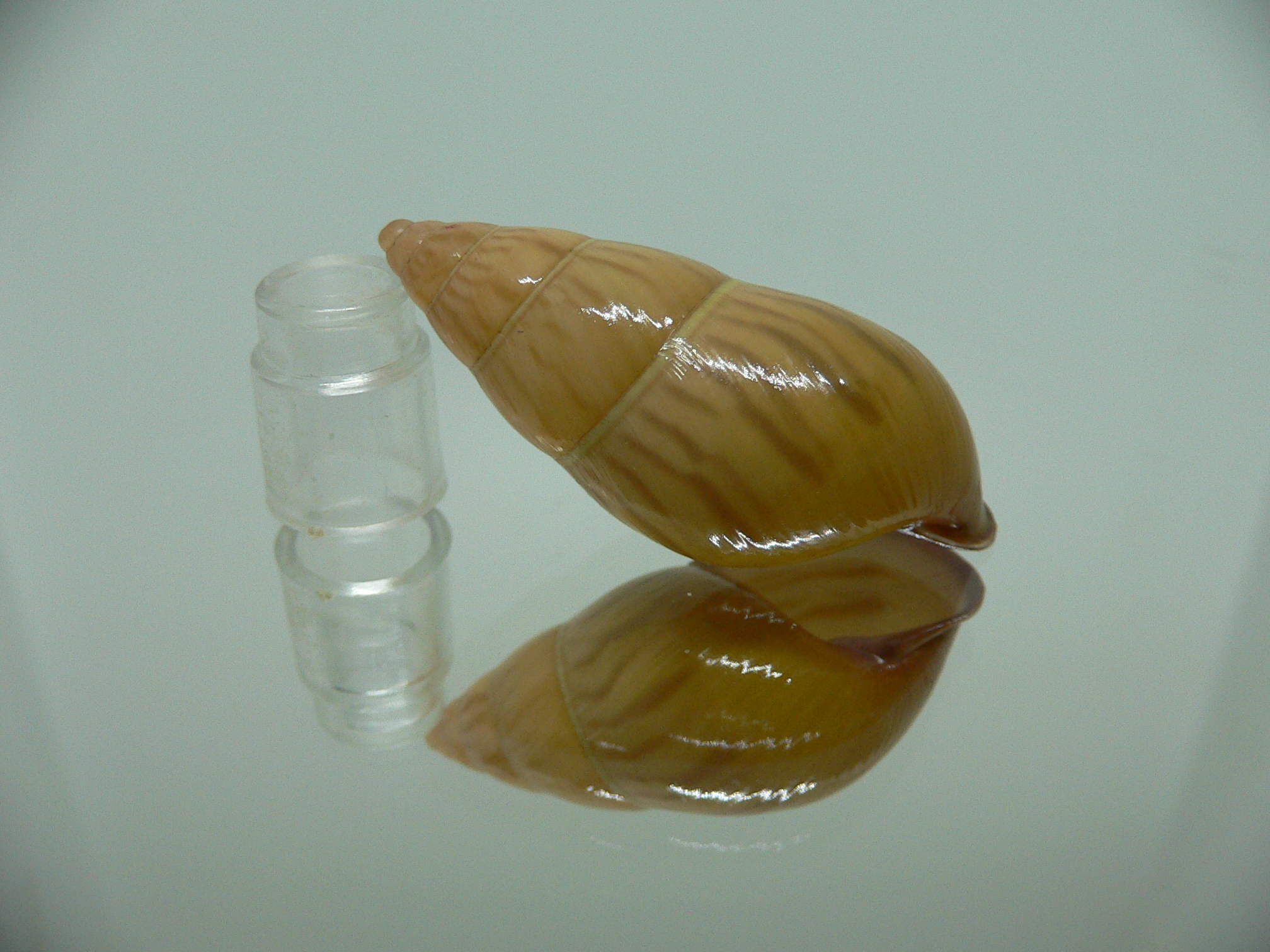 Amphidromus noriokowasoei SUPER