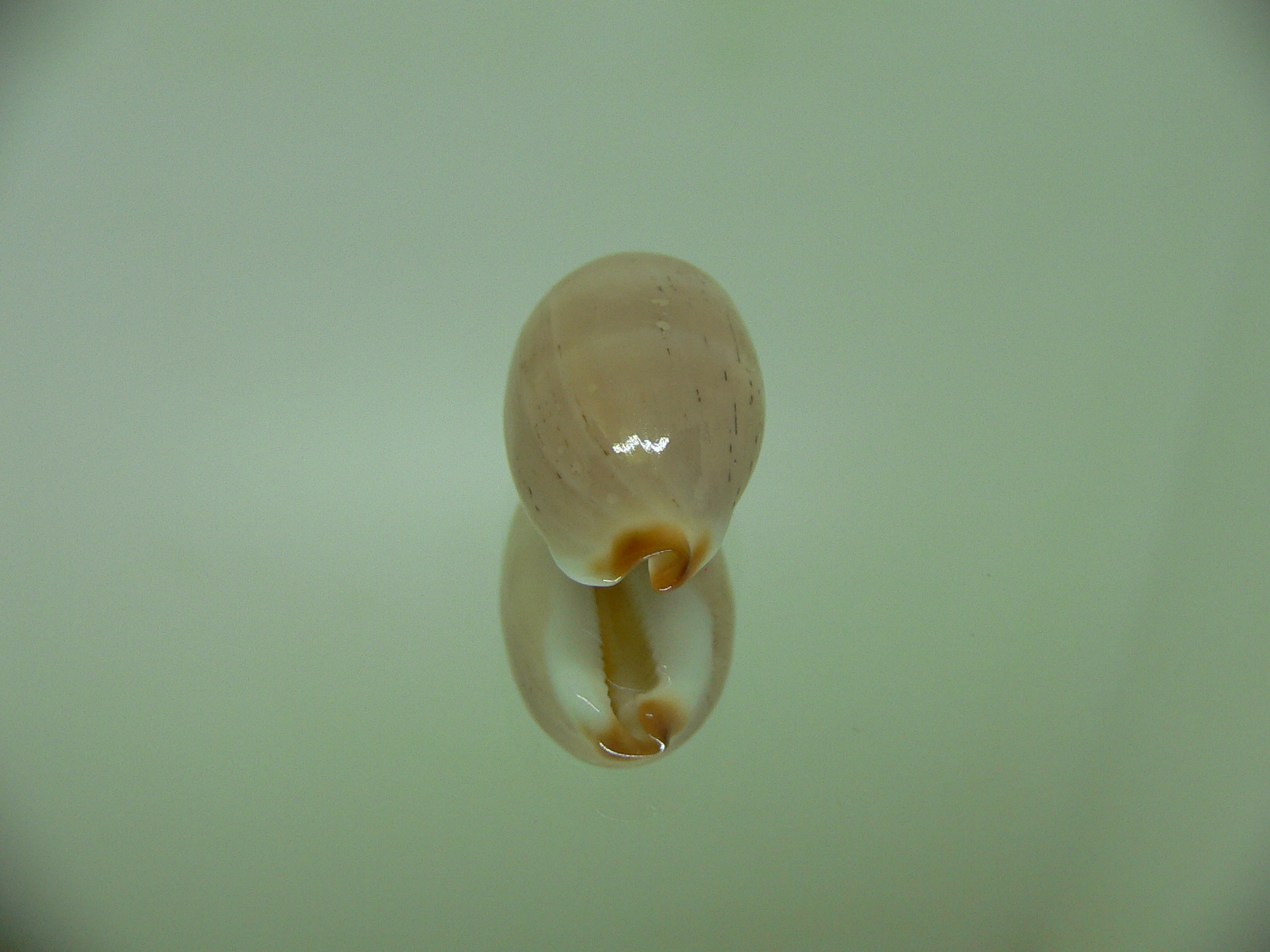 Cypraea isabella STRIPES