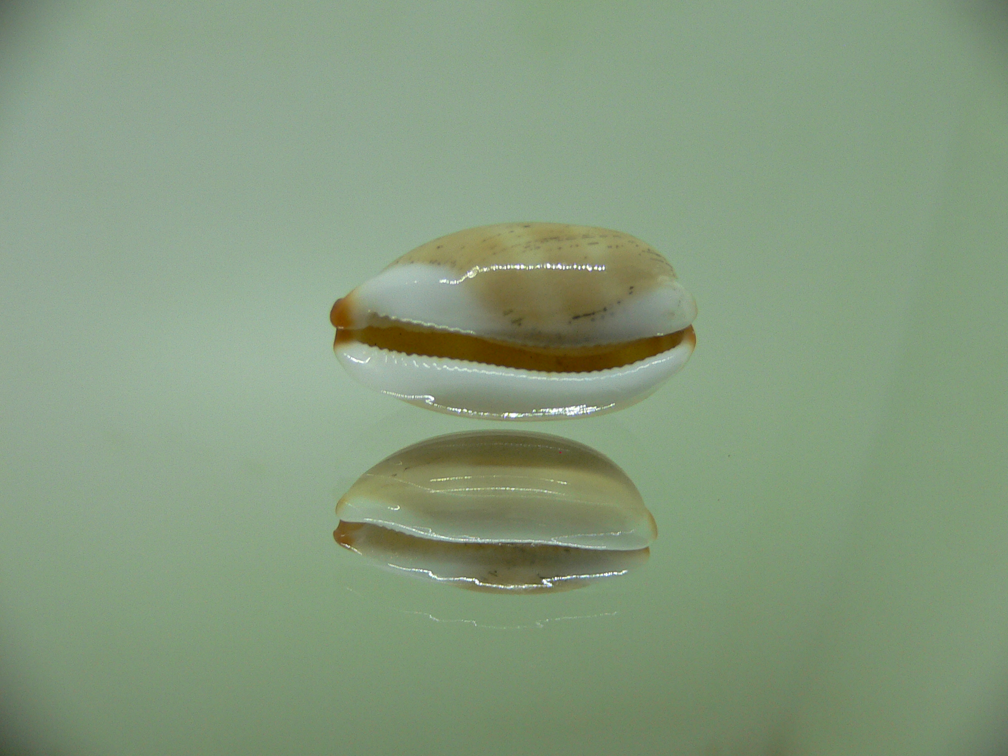 Cypraea isabella STRIPES