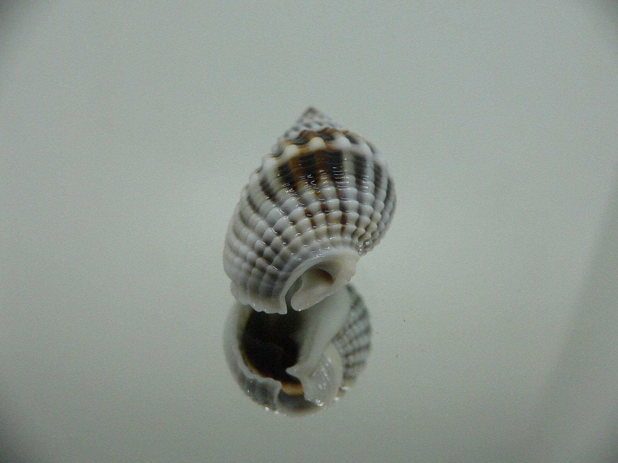 Nassarius livescens RELIEF