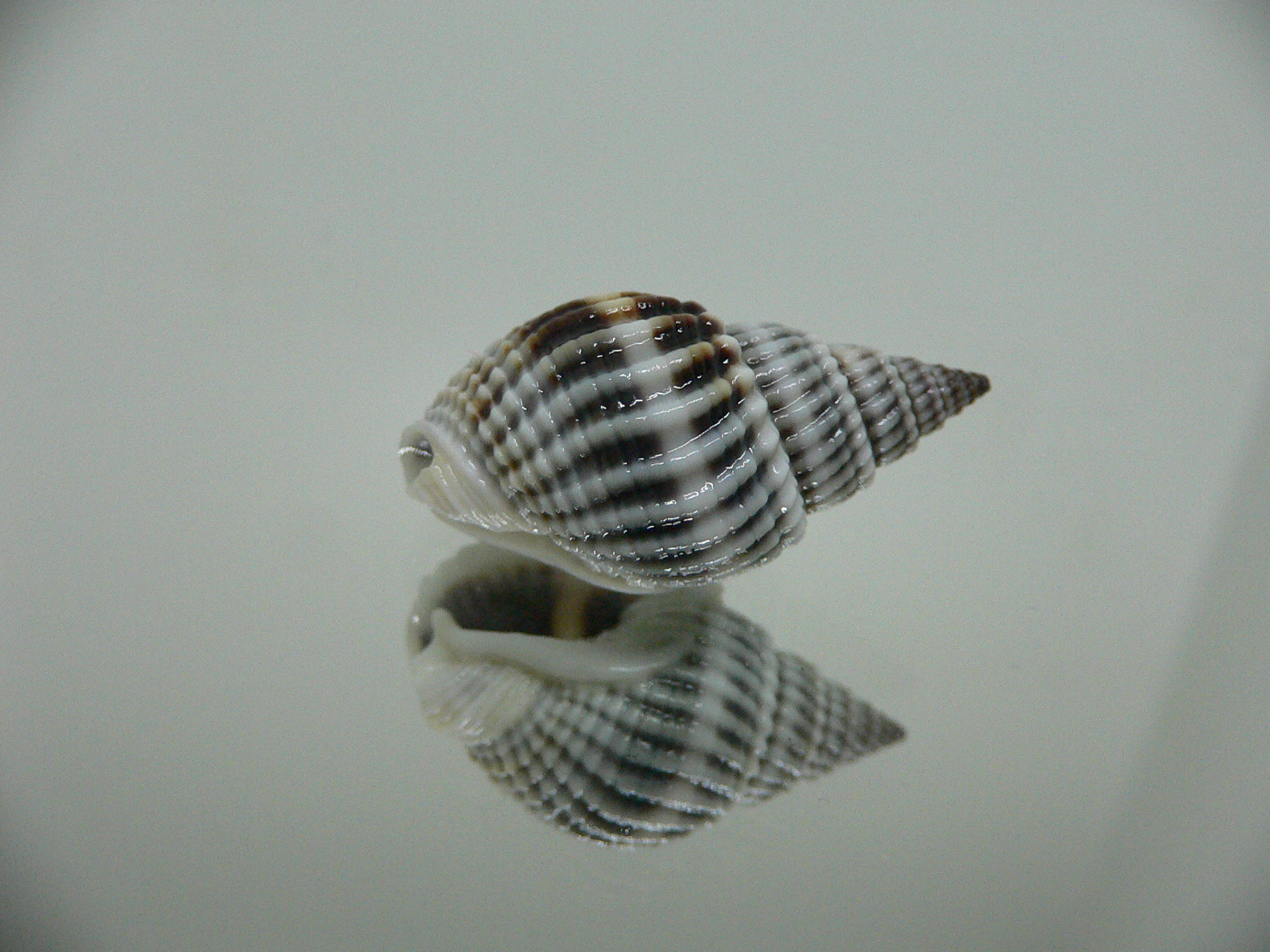 Nassarius livescens RELIEF